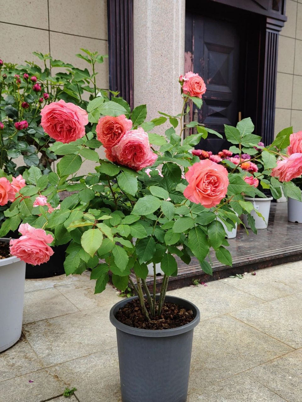 月季测评之 珊瑚果冻 珊瑚果冻:大个子灌木,鲑鱼粉色,非常特别,直立丰