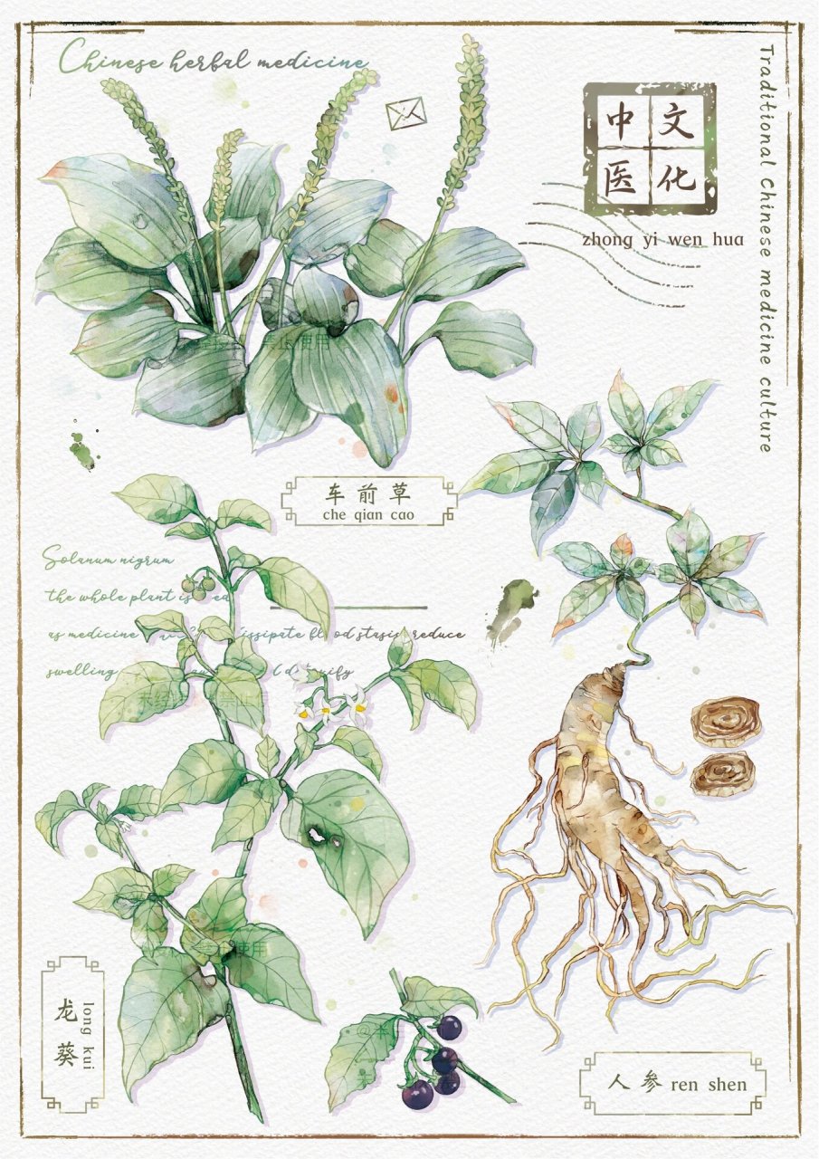 中草药插画|本草纲目|植物图鉴 又继续摸鱼小草药系列啦 车前草 龙葵