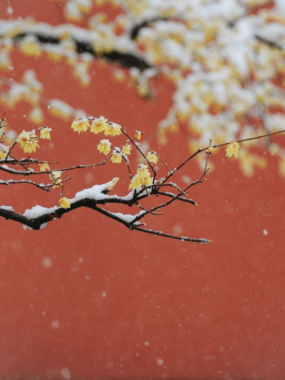 故宫摄影雪景图片