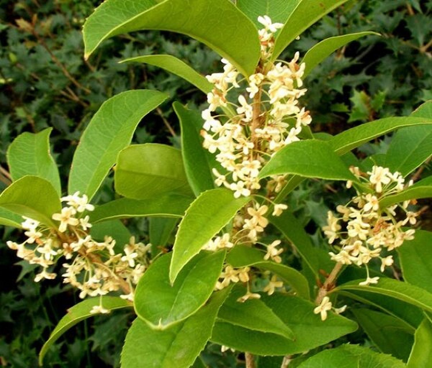 多伦多 佛顶珠 佛顶珠"原产四川成都,为90年代选育的四季桂类品种.