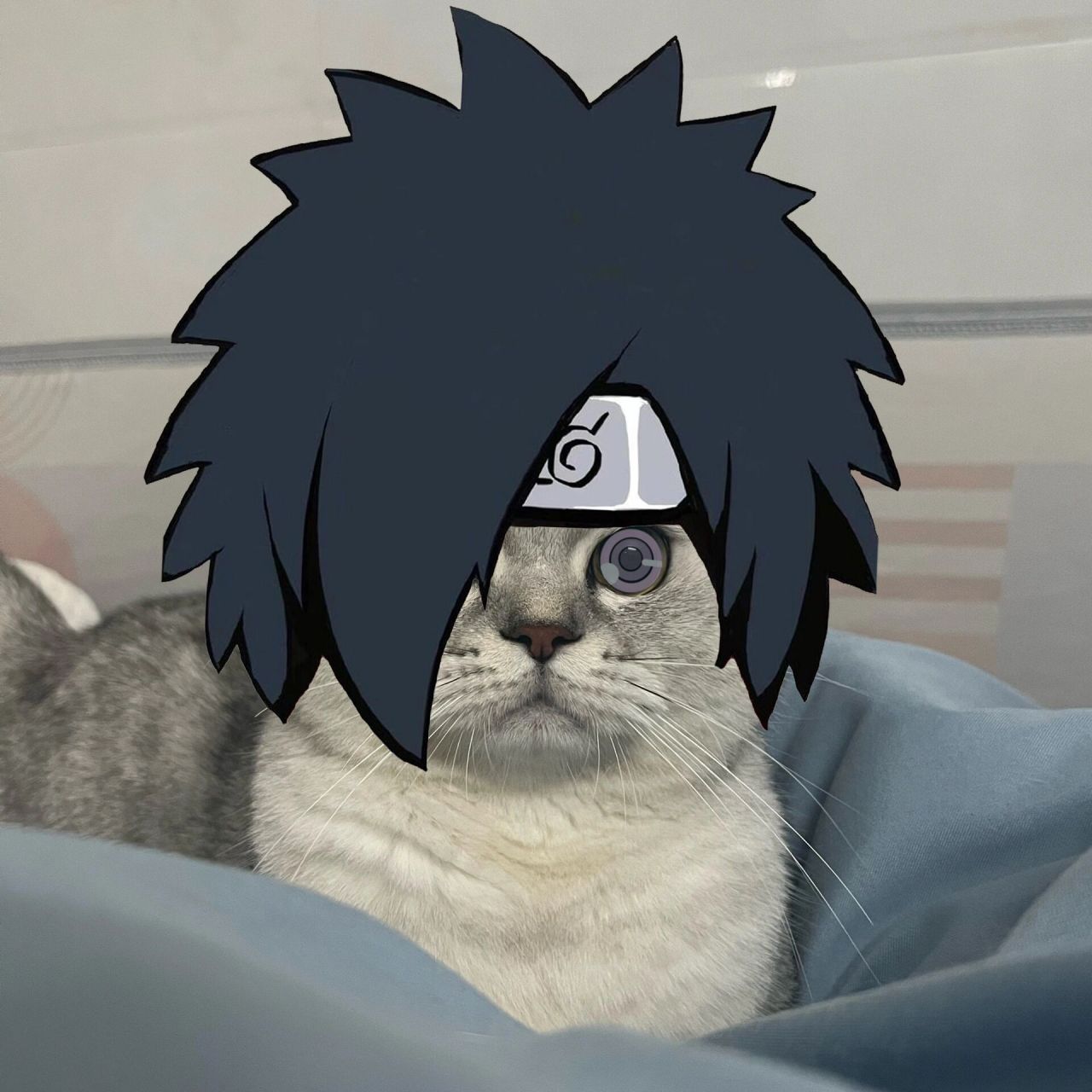 猫咪版火影忍者