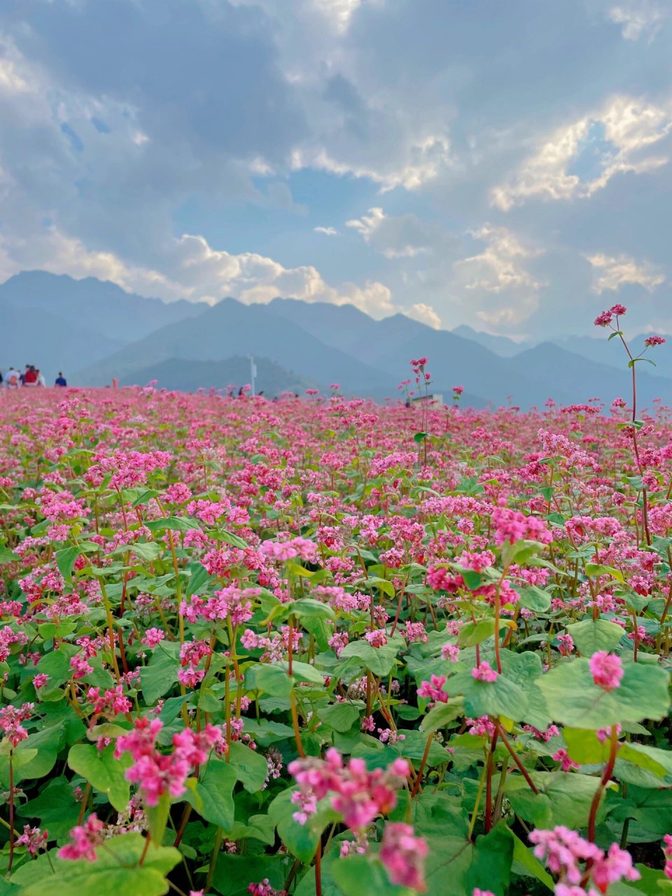 西安周边游丨蓝田的荞麦花海太美丽啦95 99定位到山胡村 天气晴朗