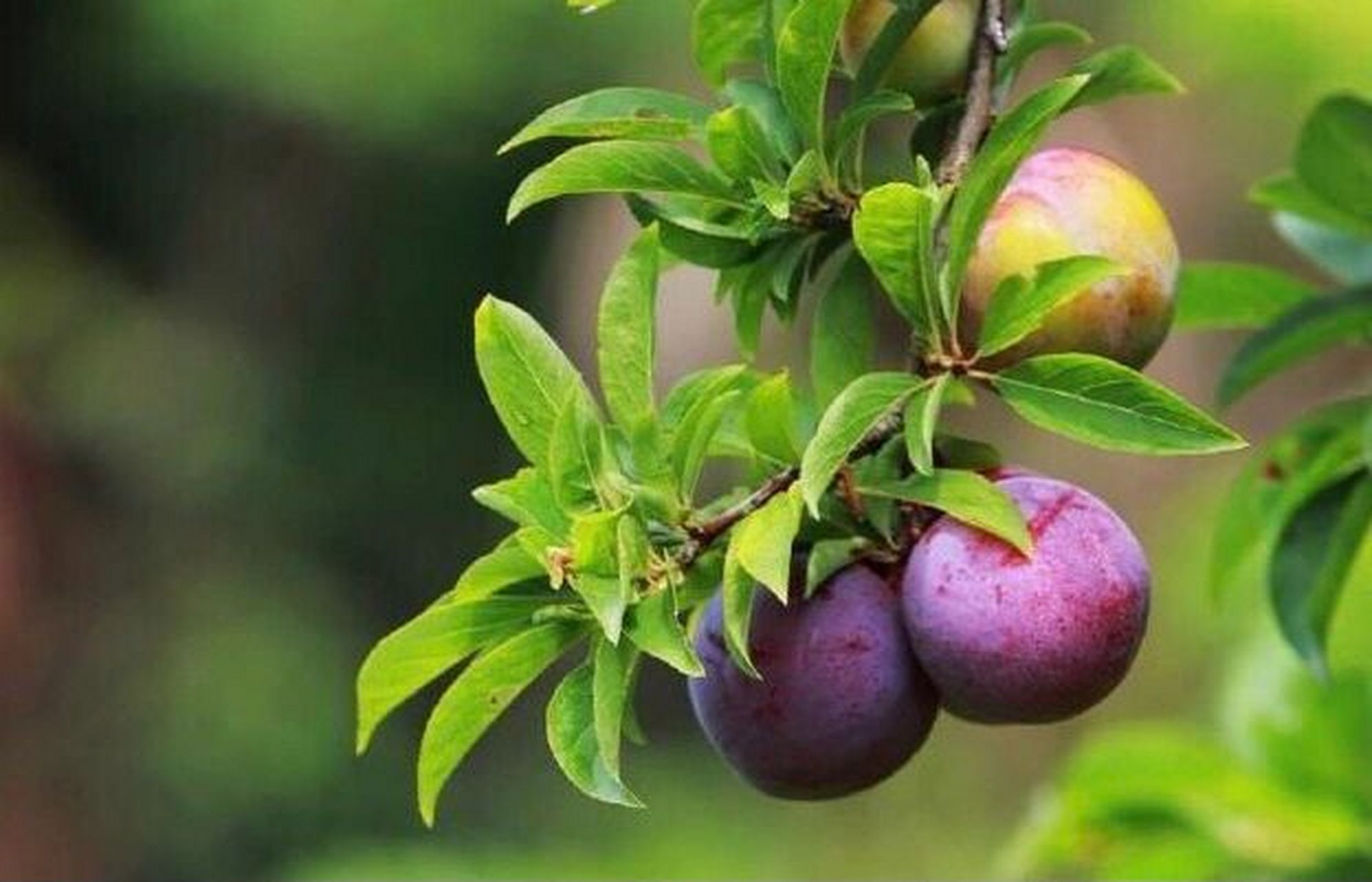 南华李 南华李素材来自网络个人收藏,非常适合画画,摄影参考学习一下