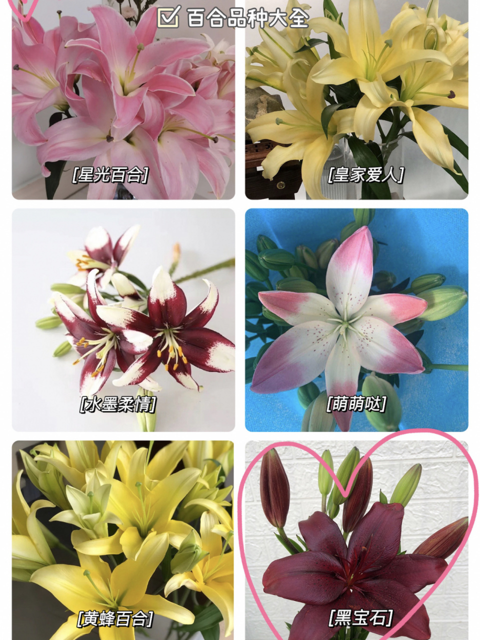 识百合花材|百合品种大集合94花店必备花 97百合花属于花店的主要