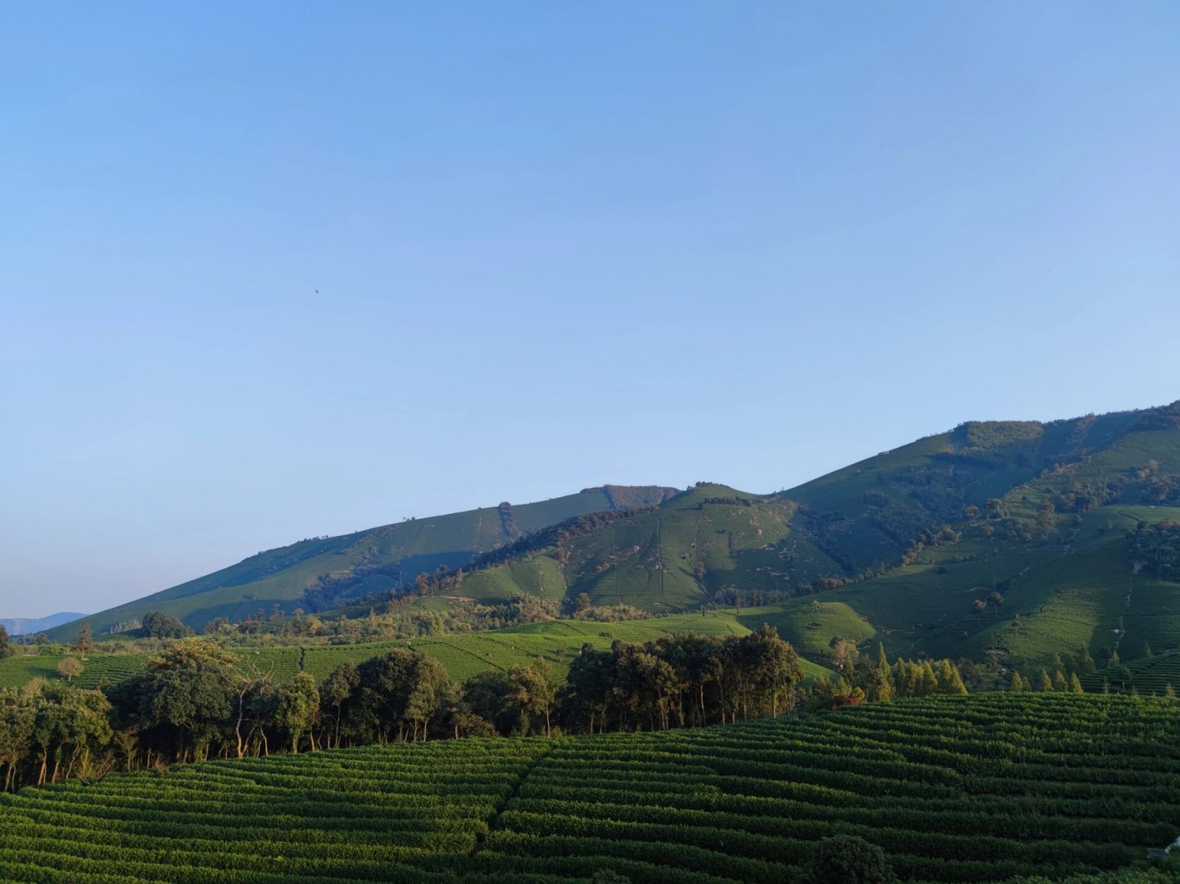 安吉县溪龙乡黄杜村 一片叶子富了一方百姓,安吉白茶产自安吉,安徽