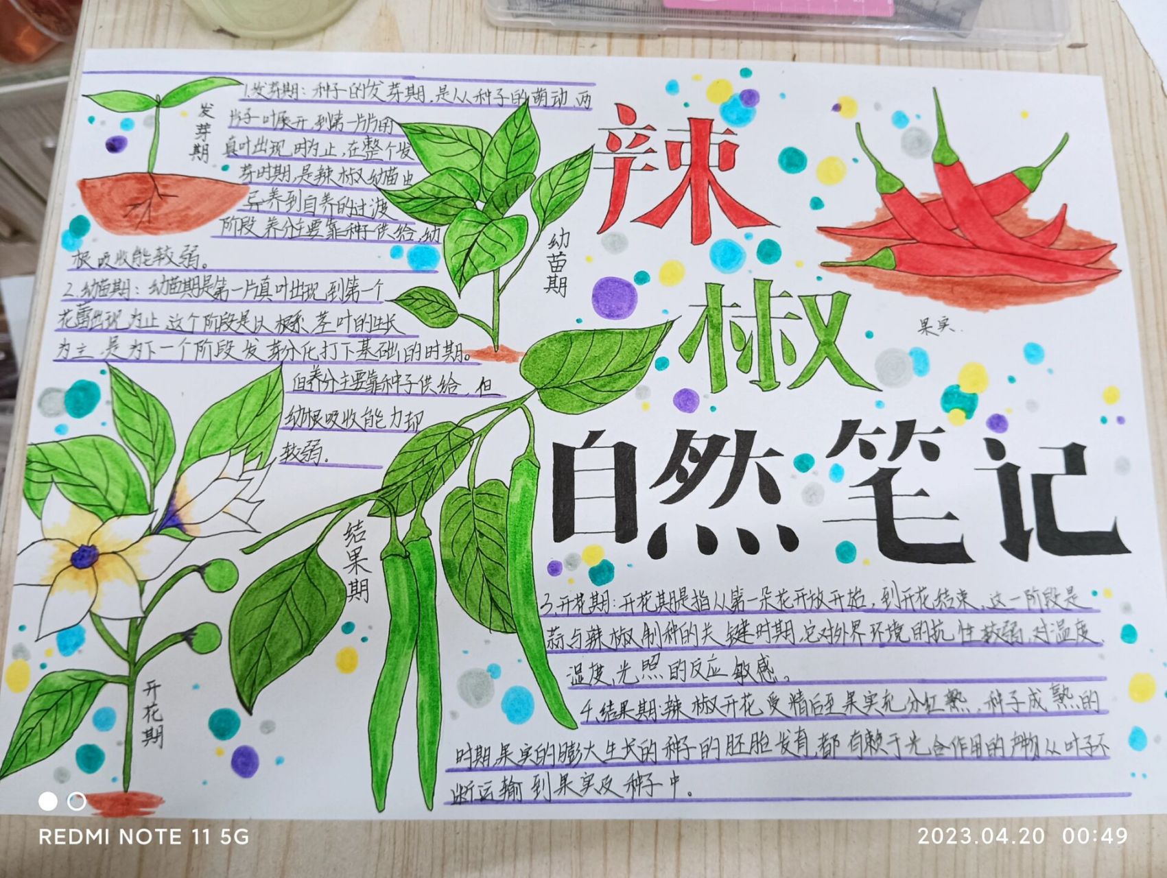 "辣椒自然笔记" 这幅画的主题是"辣椒自然笔记"