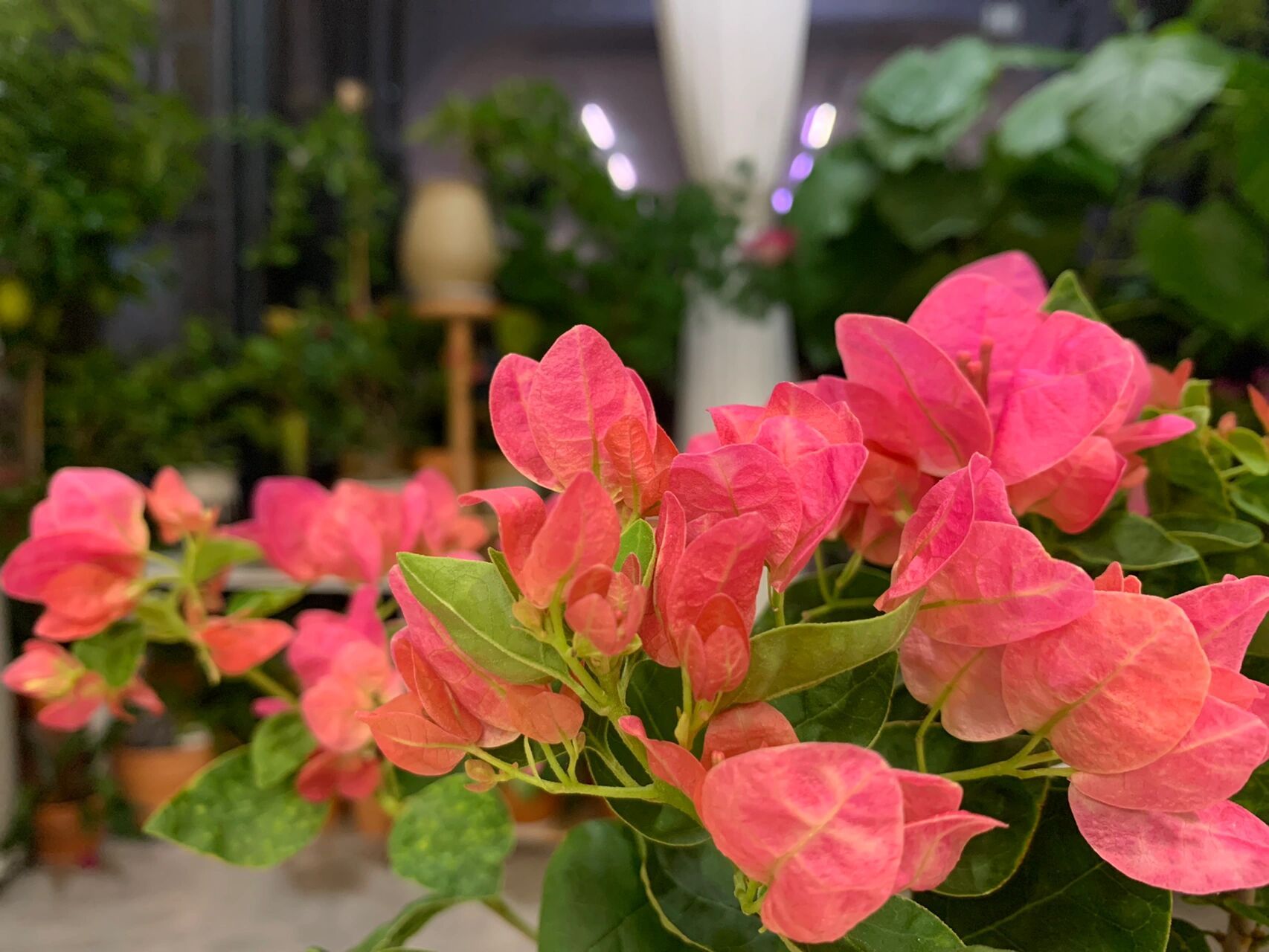 西瓜红三角梅比不甜西瓜更好看 西瓜红这个颜色,我觉得比不甜西瓜更