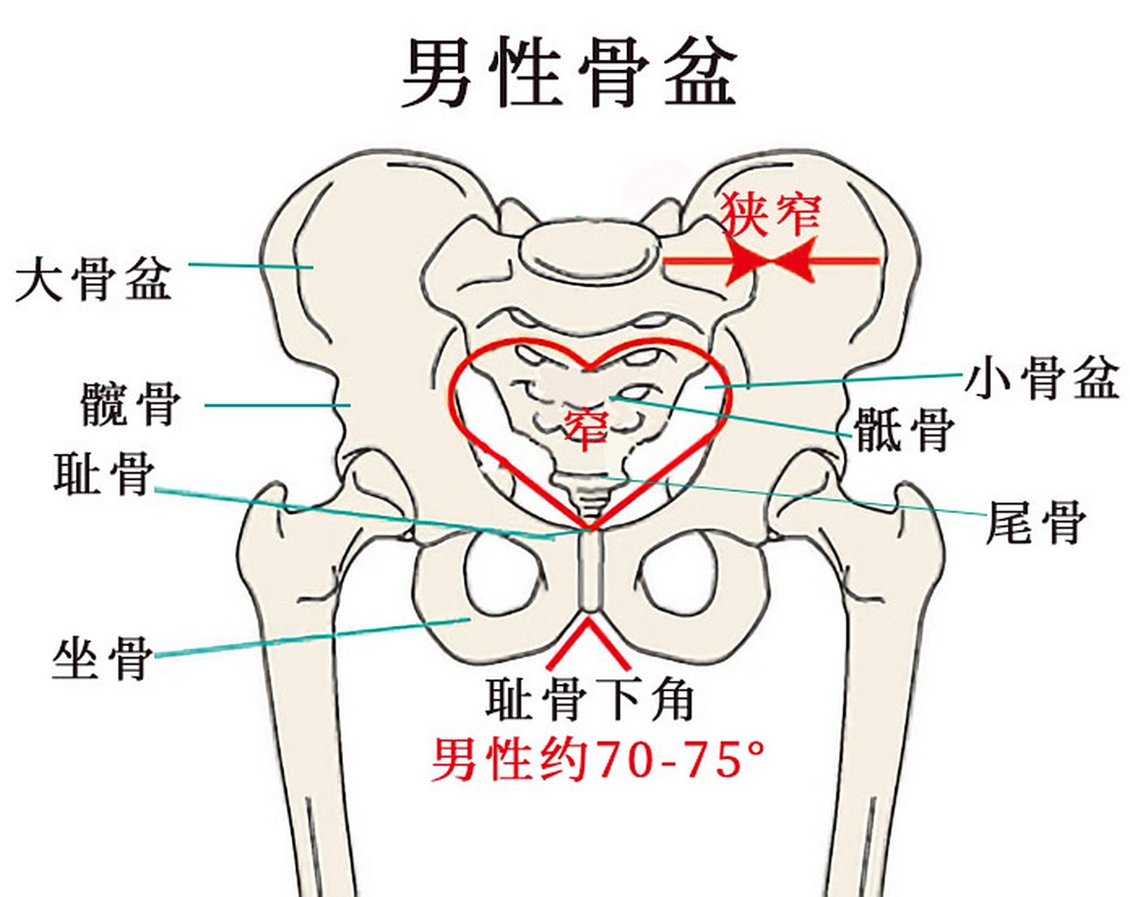 男性盆腔上口为心形,下口狭窄,盆腔狭长,呈漏斗状.