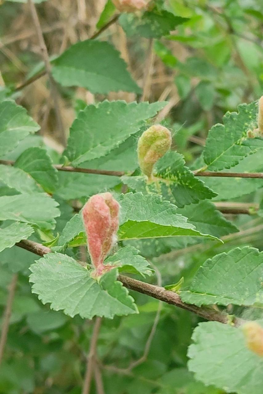 榆树叶子上长的,是种子还是虫卵? 邢台 记录春天的植物