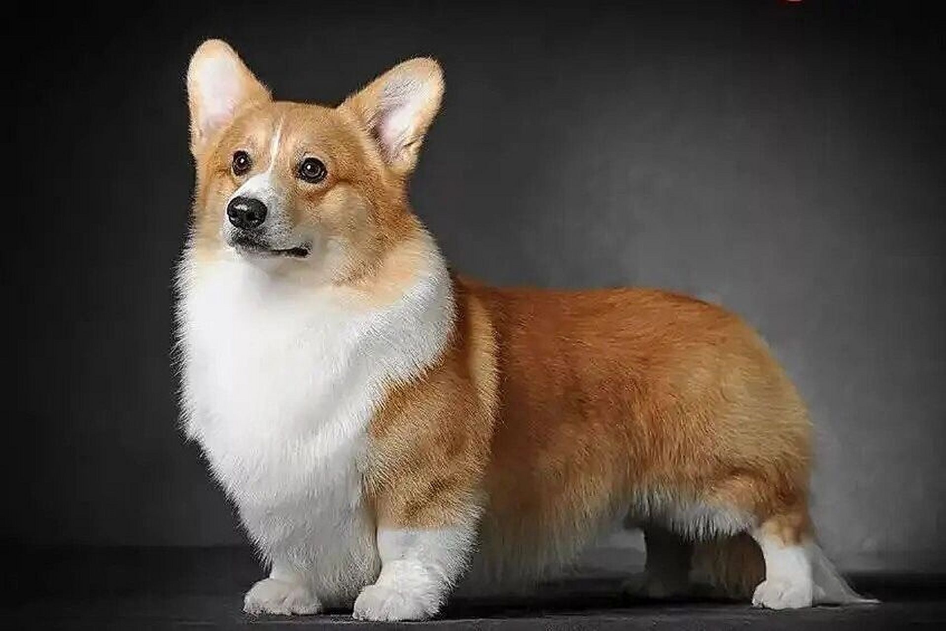 彭布罗克威尔士柯基犬(犬种标准) 彭布罗克威尔士柯基犬 	 犬种起源