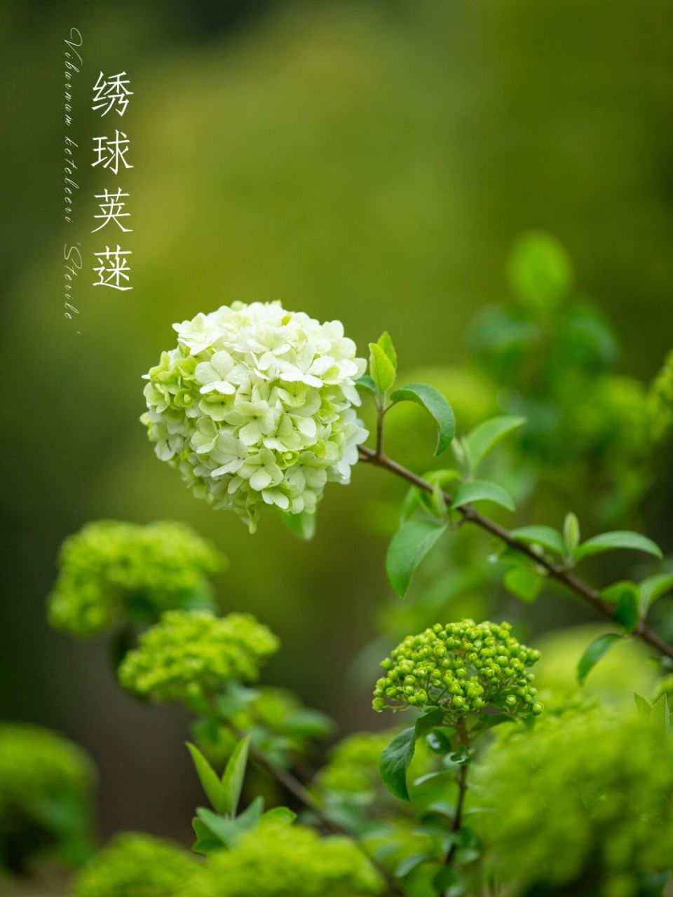 【写生百科】 木本绣球(学名:viburnum macrocephalum