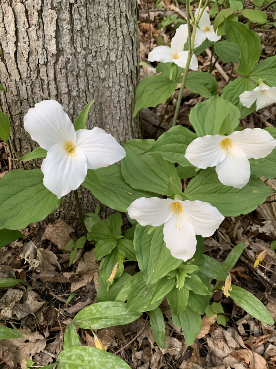 十年孕育成花   white trillium 延龄草 最近在森林里经常能看一整片