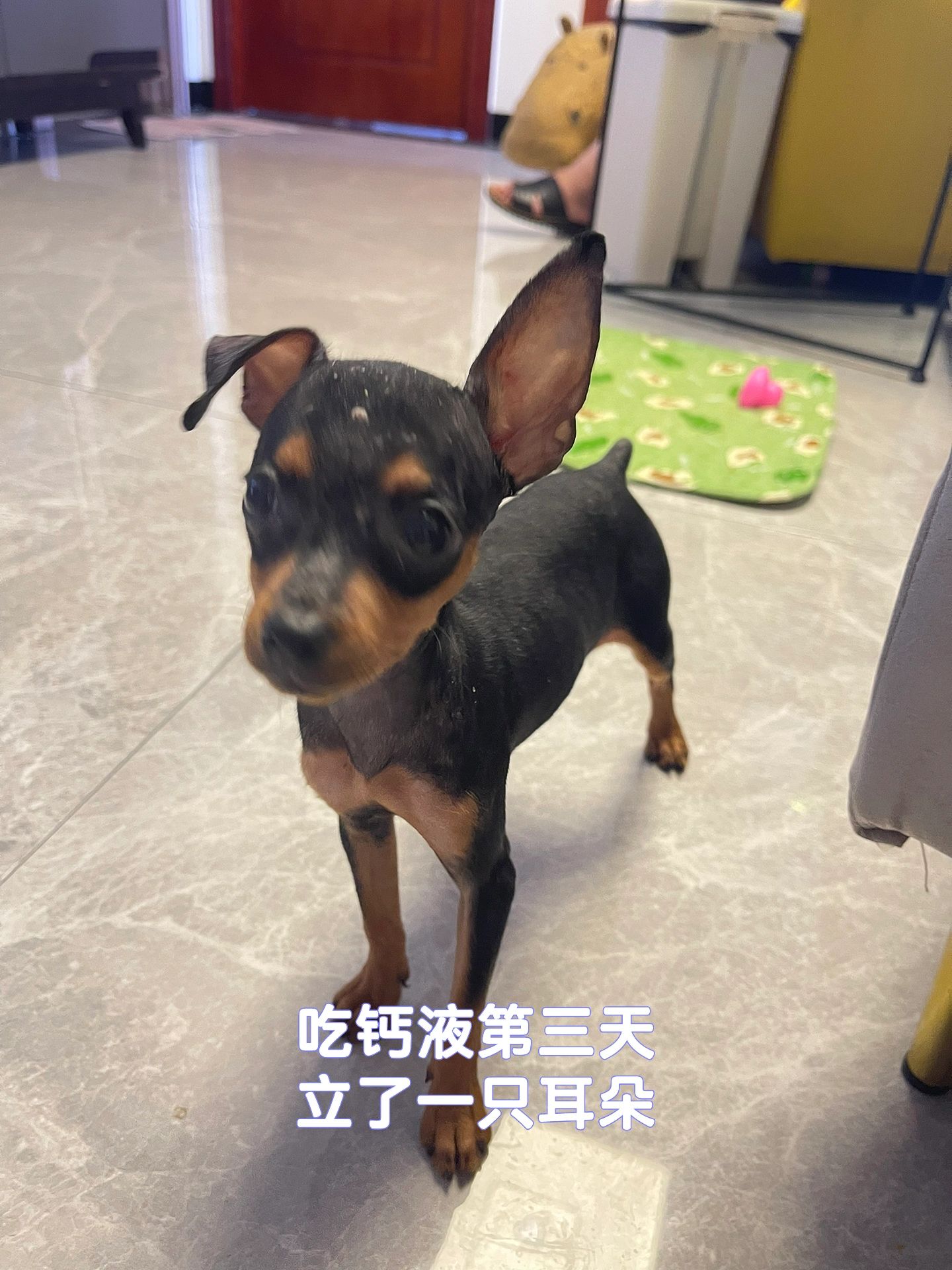 小鹿犬七天立耳成功
