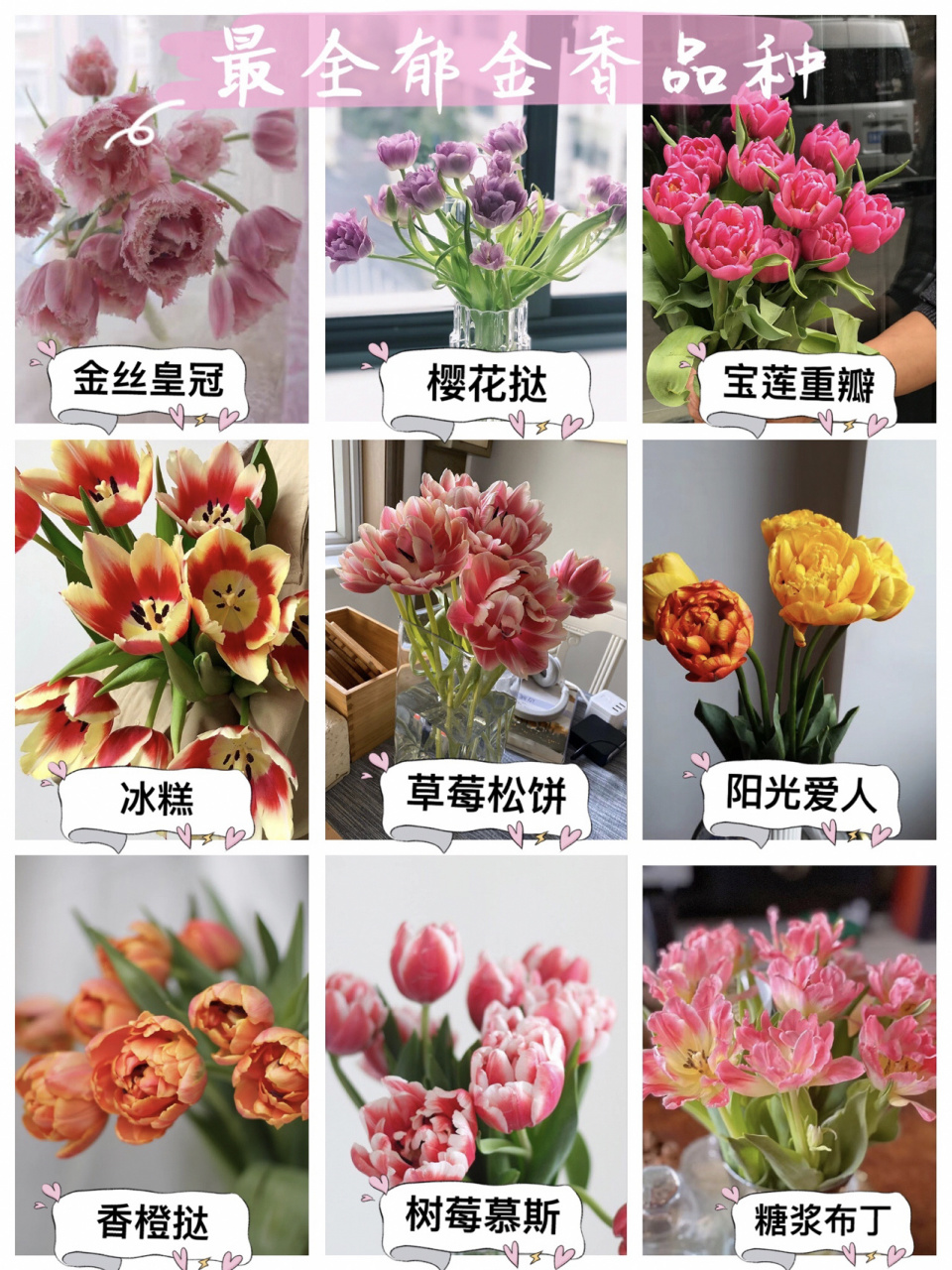 一次认识所有郁金香品种|郁金香🌷品种大全 郁金香🌷神仙颜值➕