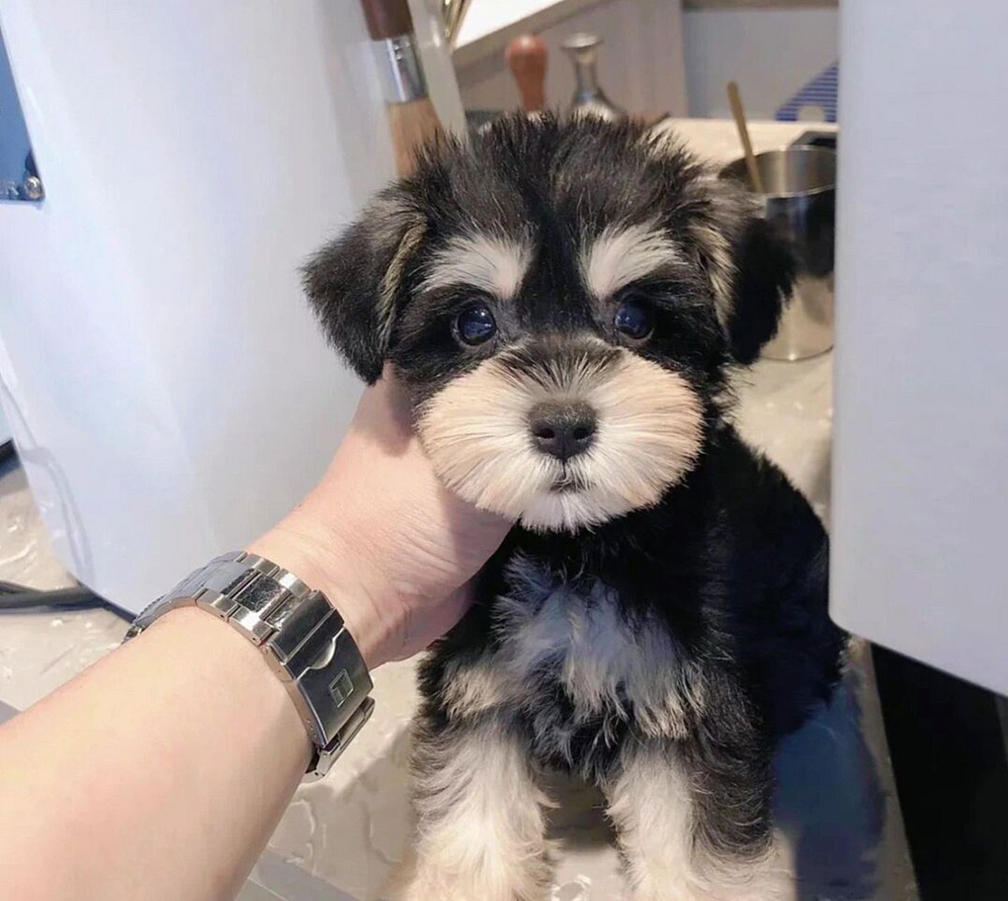 雪纳瑞犬 1600左右 领养价 有喜欢的吗 成都 雪纳瑞幼犬 一窝 领养价