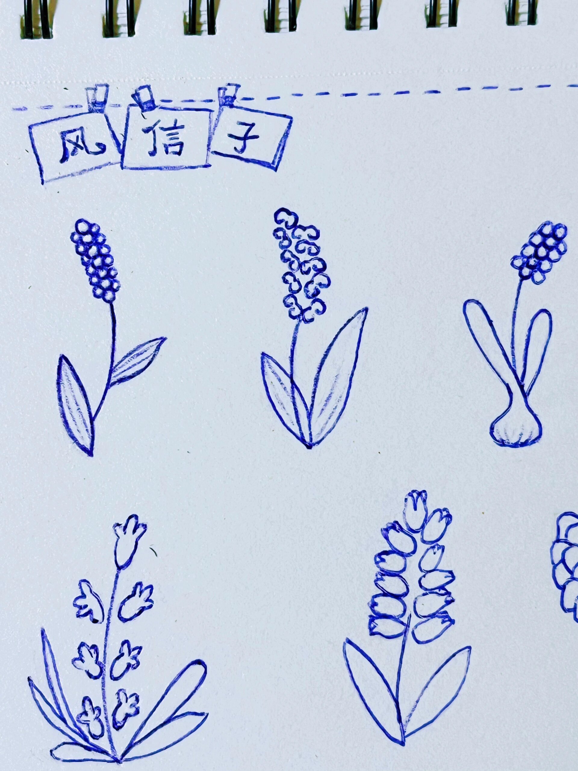 5250 05620506简笔画1/365|风信子