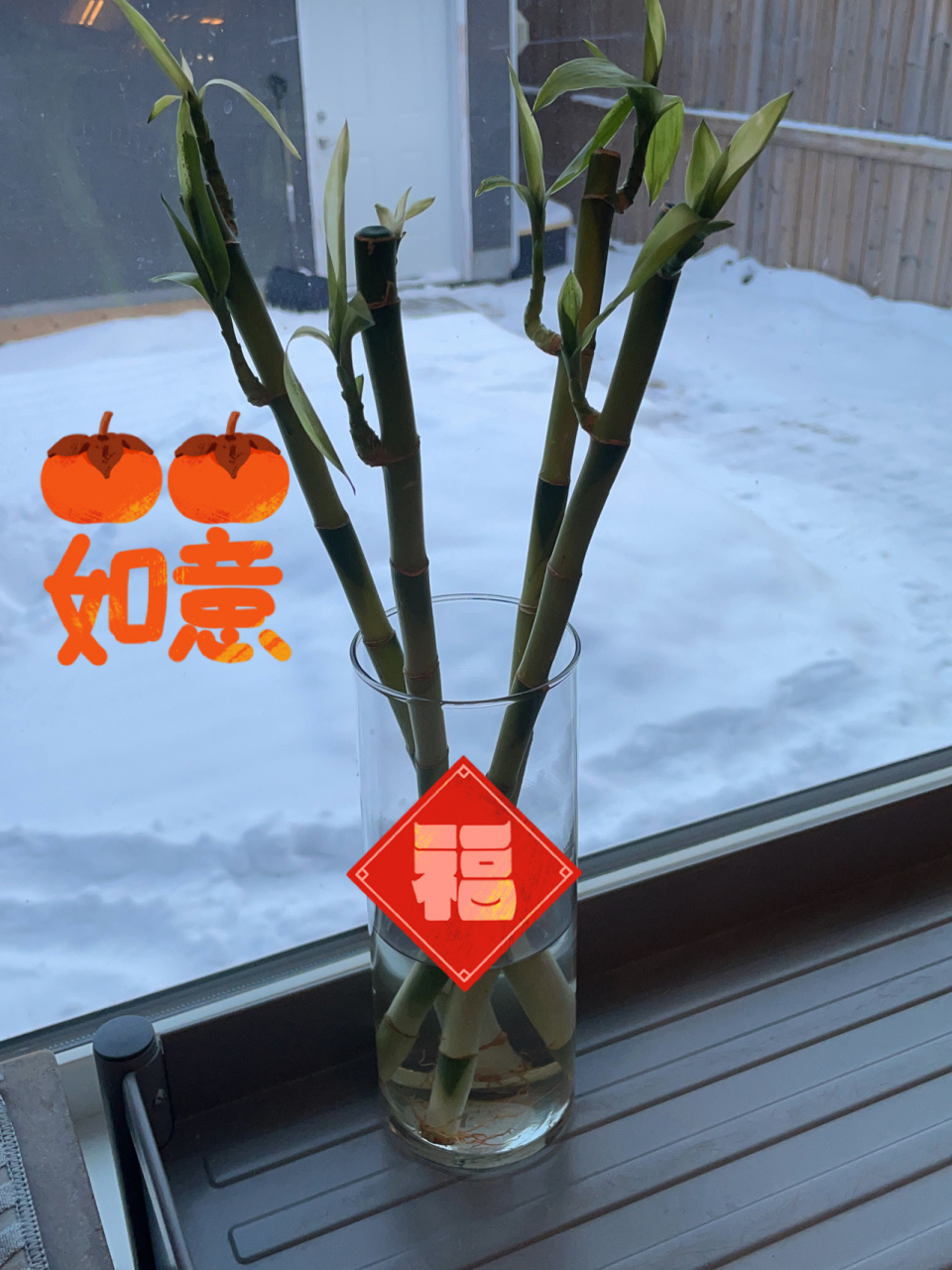 2021年文昌位四支富貴竹放正東位 2021年文昌位四支富貴竹放正東位