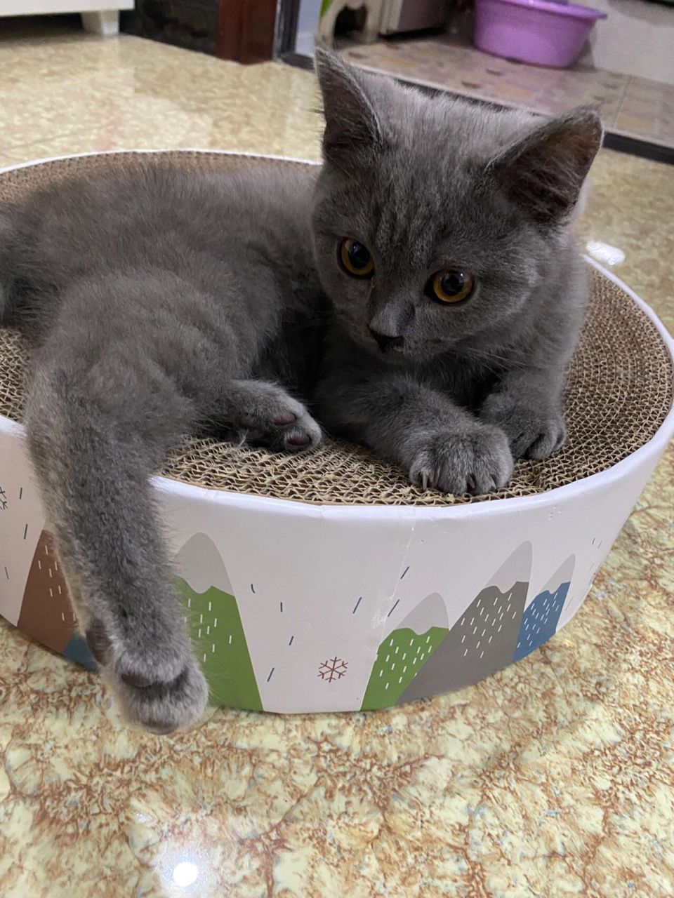 蓝猫的毛不应该是短短的么