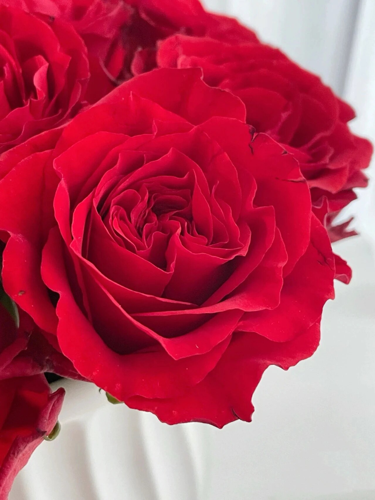 day10|每日一花:珍爱玫瑰 红玫瑰品种中, 珍爱玫瑰的红被称为"颜色最