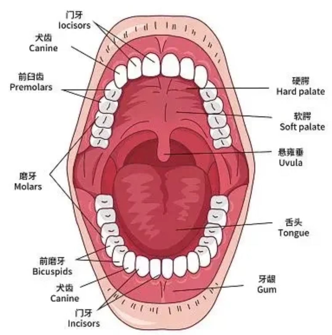 悬雍垂下垂通常由急性或慢性炎症引起