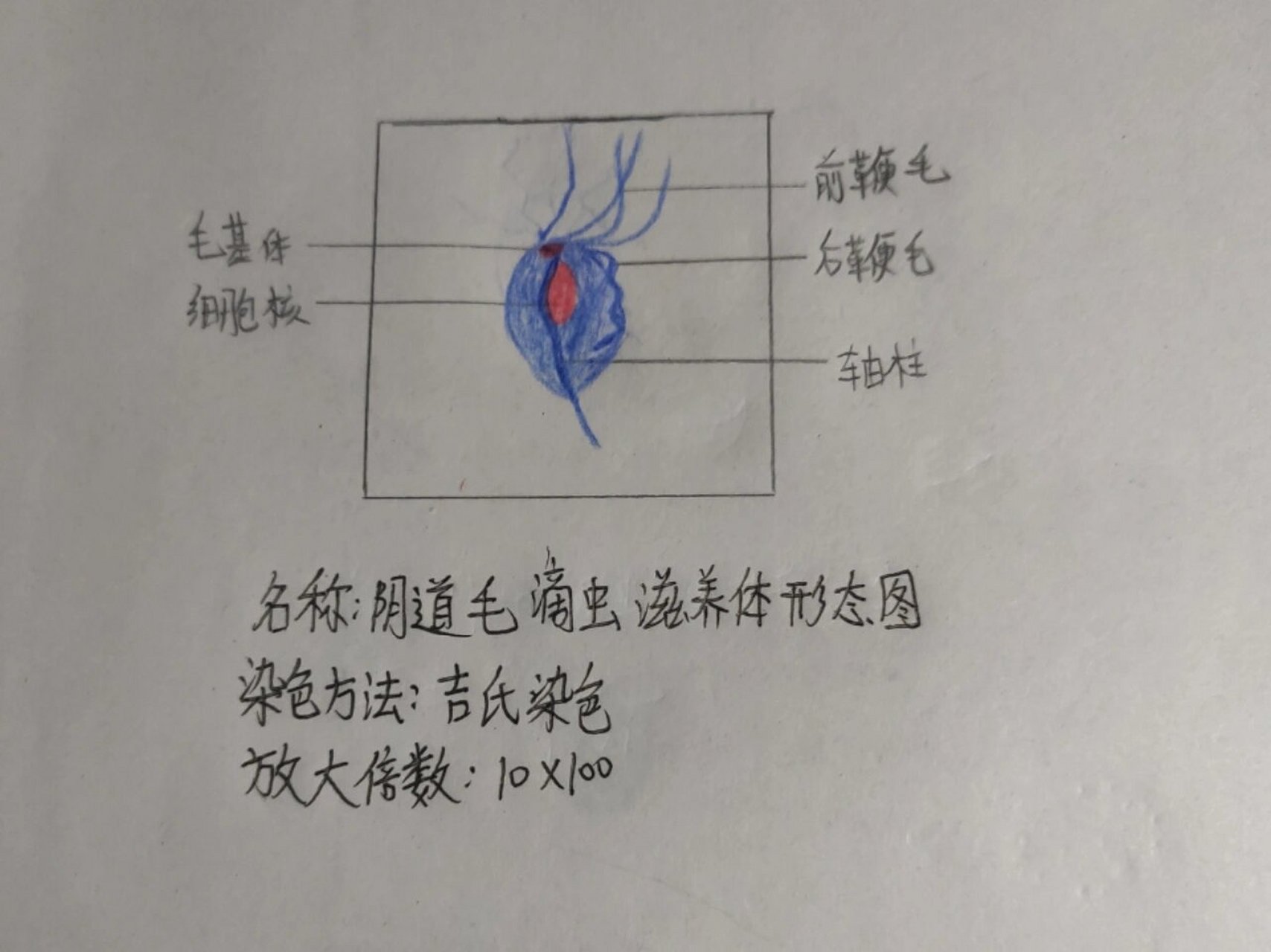 寄生虫实验课绘图