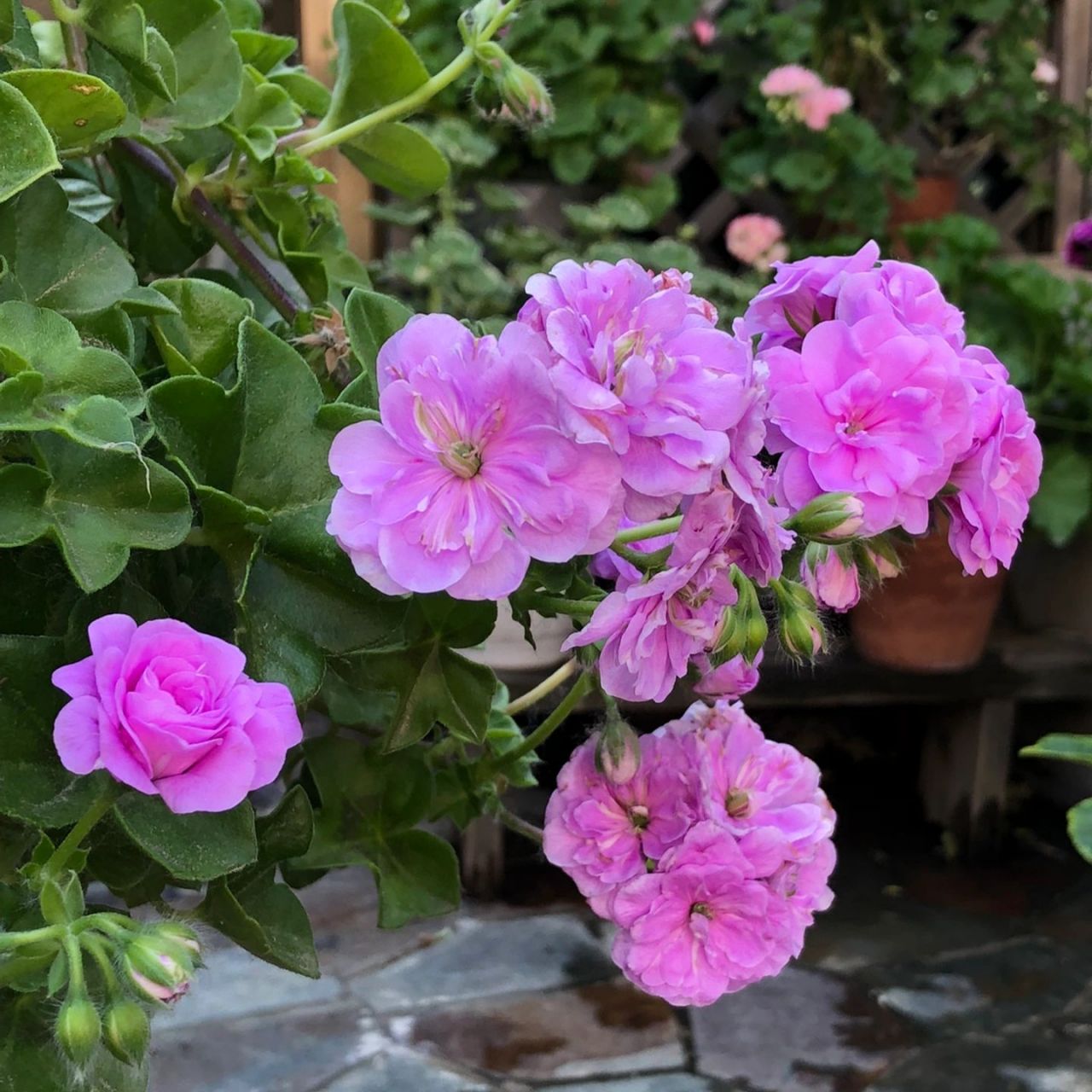 今日分享:天竺葵—夏日玫瑰 94这是最爱的天竺葵,没有之一了.