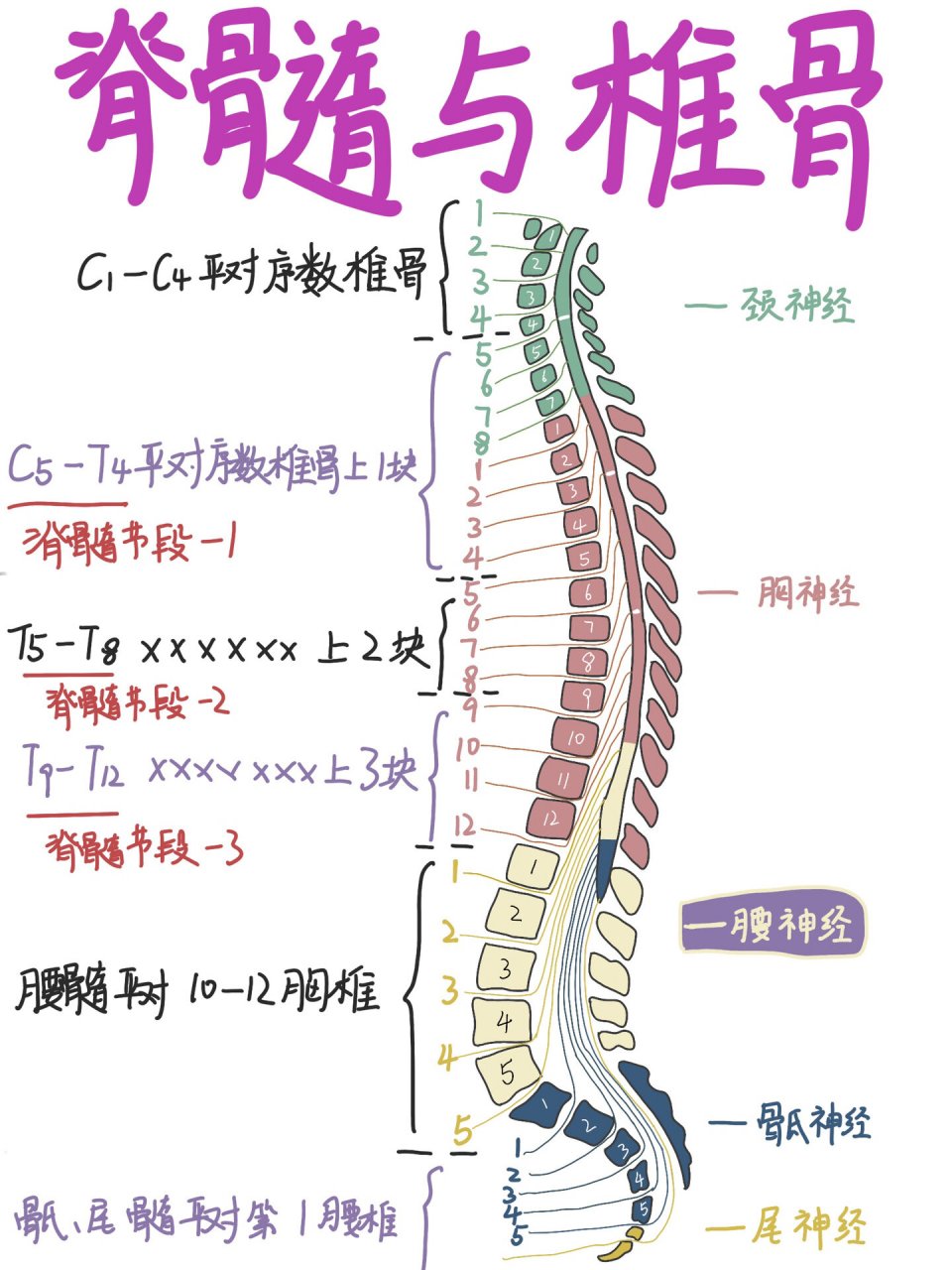 脊髓节段支配图片