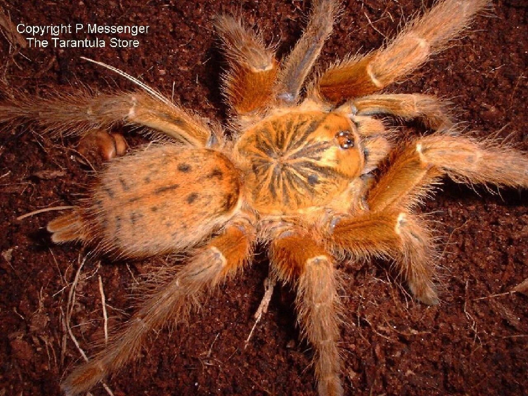 新手慎入的蜘蛛7575 橙巴布9915 简称c8,成体足展约12-15厘米