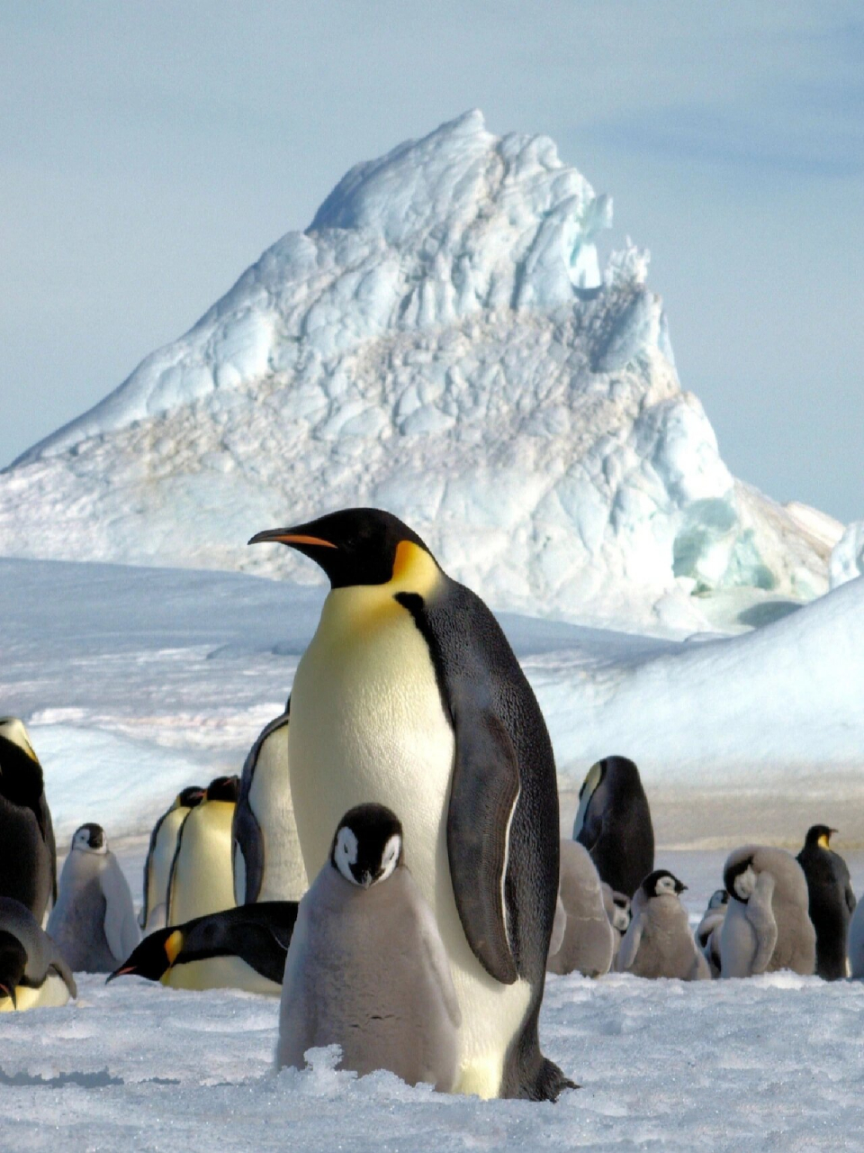 16615帝企鹅也称皇帝企鹅,成年帝企