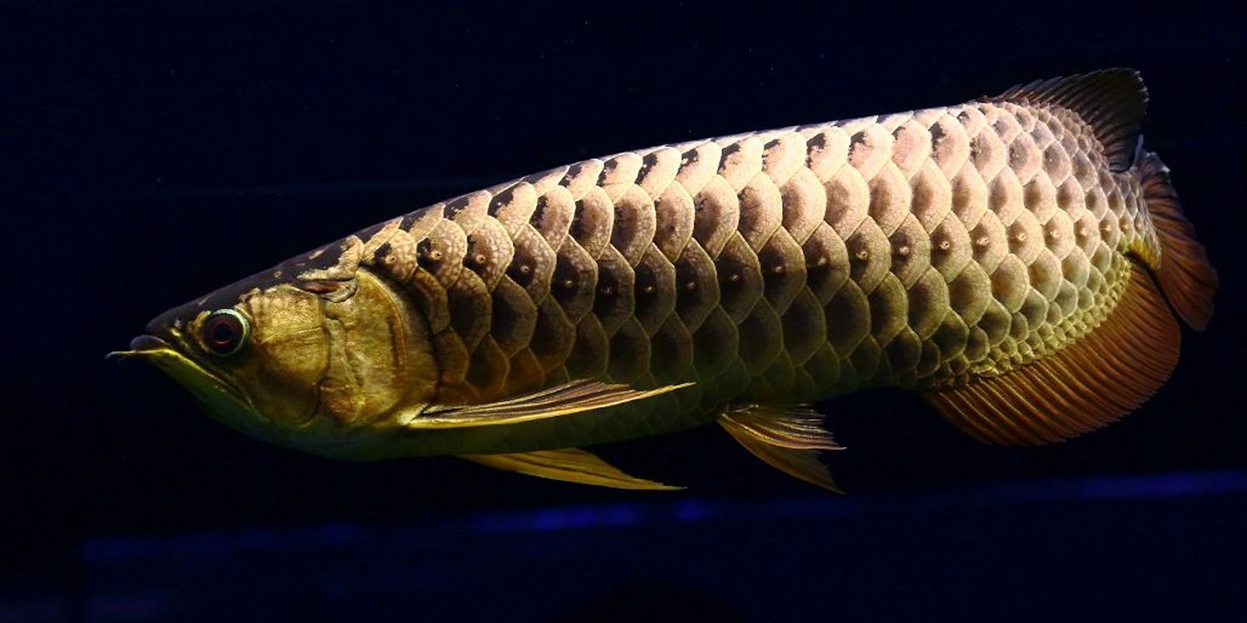 名贵观赏鱼—金龙鱼饲养指南 今天要讲的金龙鱼,可不是某种调和油,是