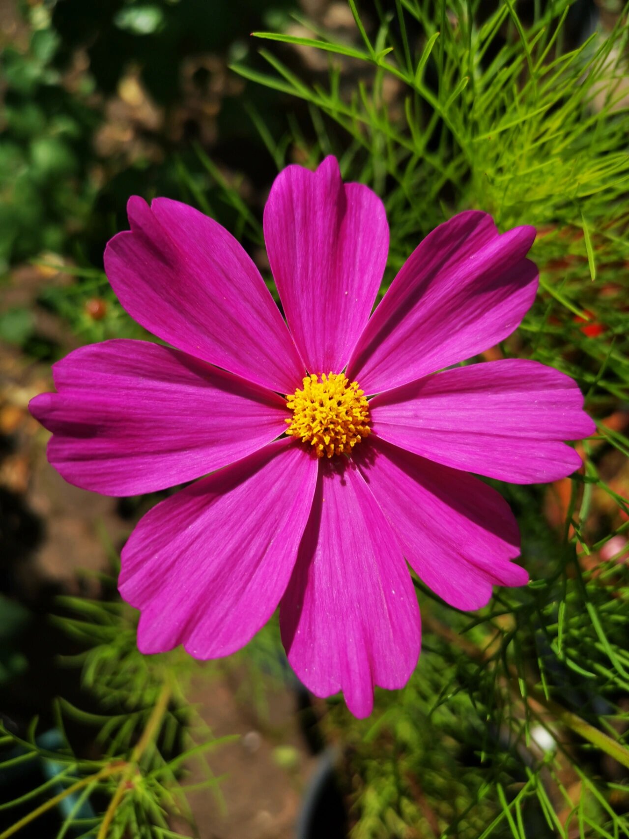 波斯菊又名格桑花