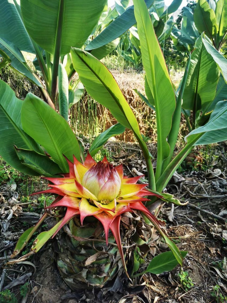 云南稀有巨型花卉,五树六花之一地涌红莲