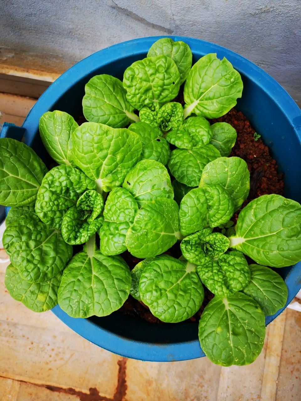 令人愉悦的蔬菜～乌塌菜 96  乌塌菜是一种既可食用,又可观赏的蔬菜