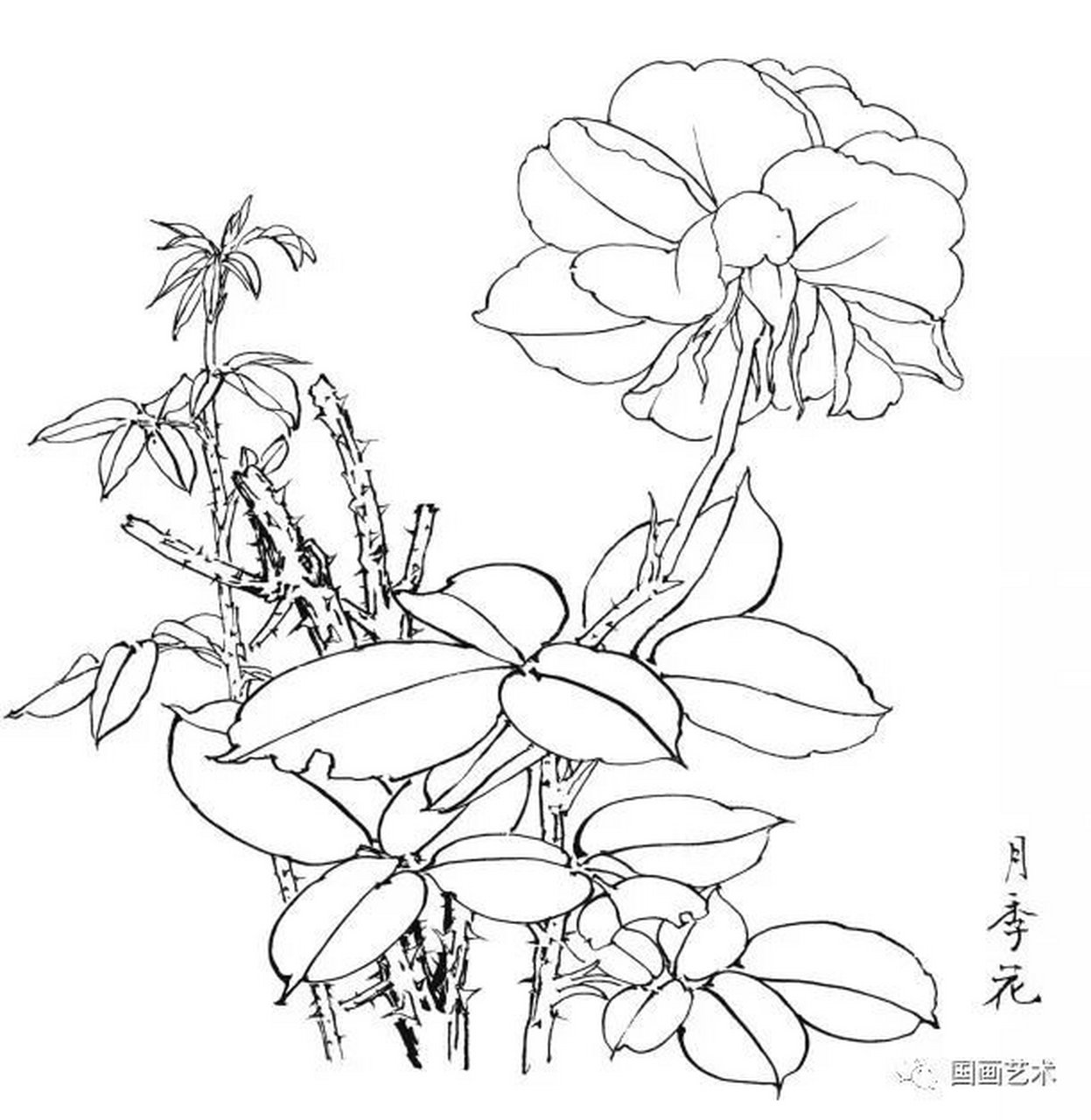 工笔画素材 月季花白描线稿  线稿