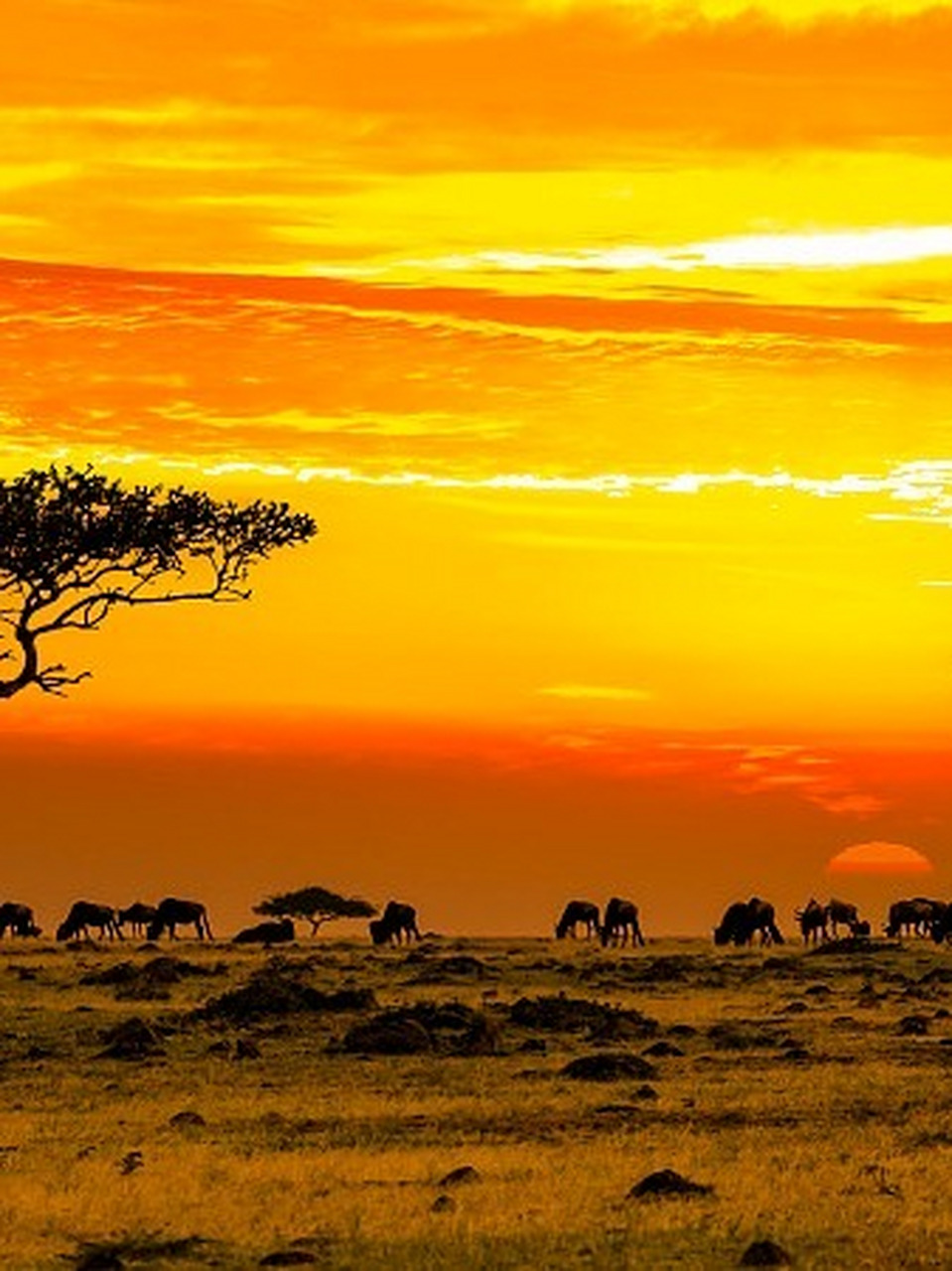 马赛马拉大草原 今天要给大家介绍一生必去的非洲91之旅——探索