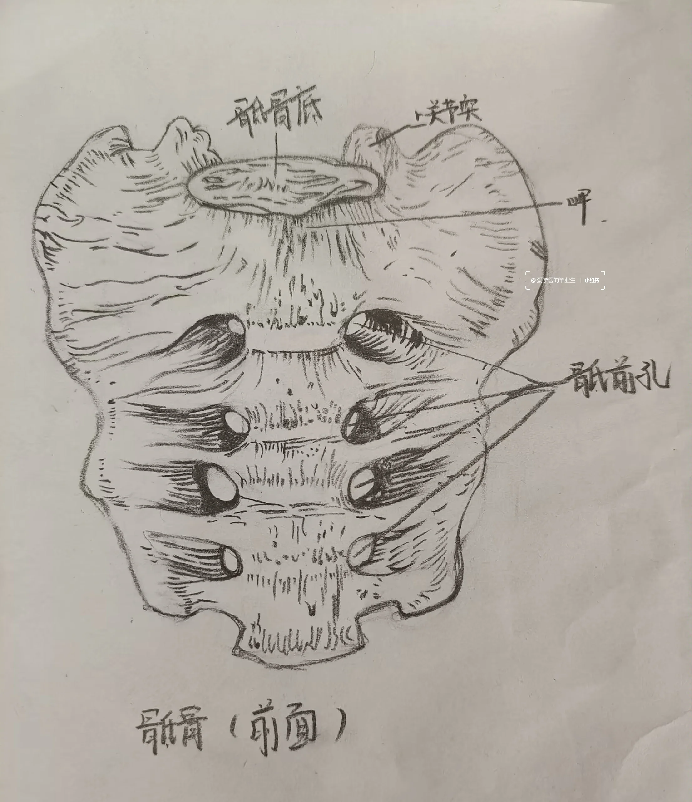 解剖绘图打卡记录