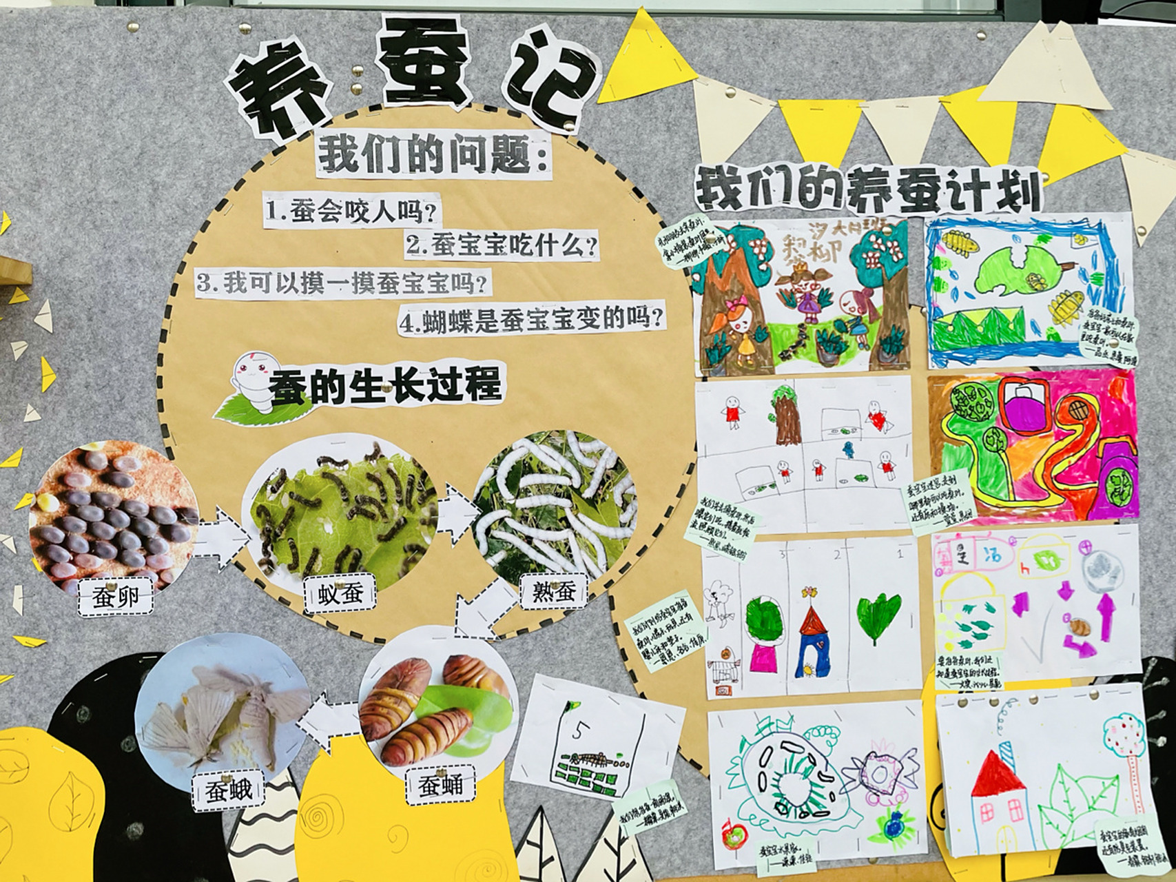 了科学活动《蚕的一生》,孩子们对蚕的生长过程和养蚕有极大的兴趣,在