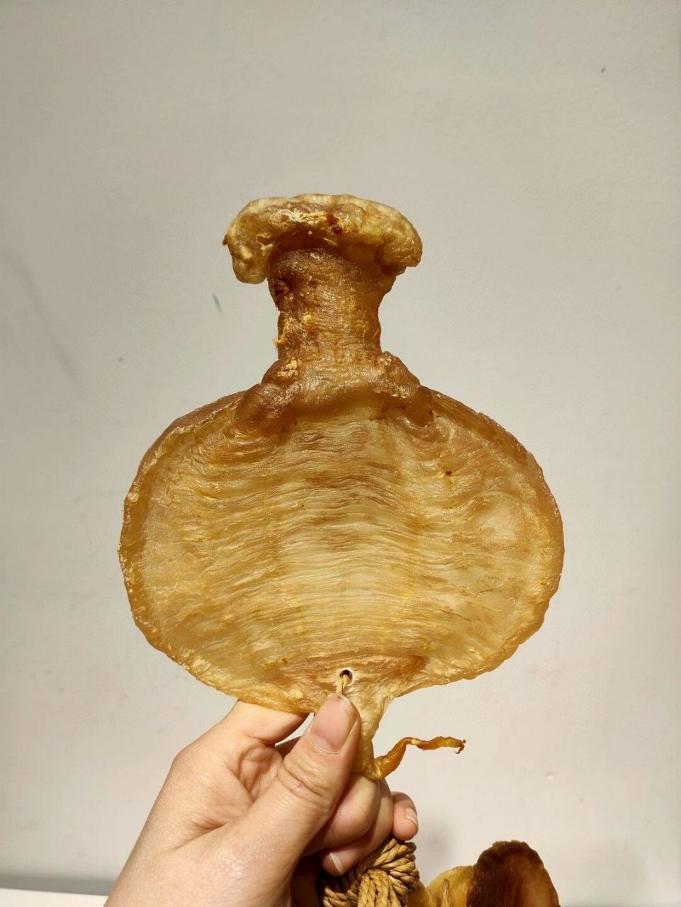 赤嘴鳘鱼胶中的贵族·石肚 石肚鱼胶最主要的功效是补气血,对产后的