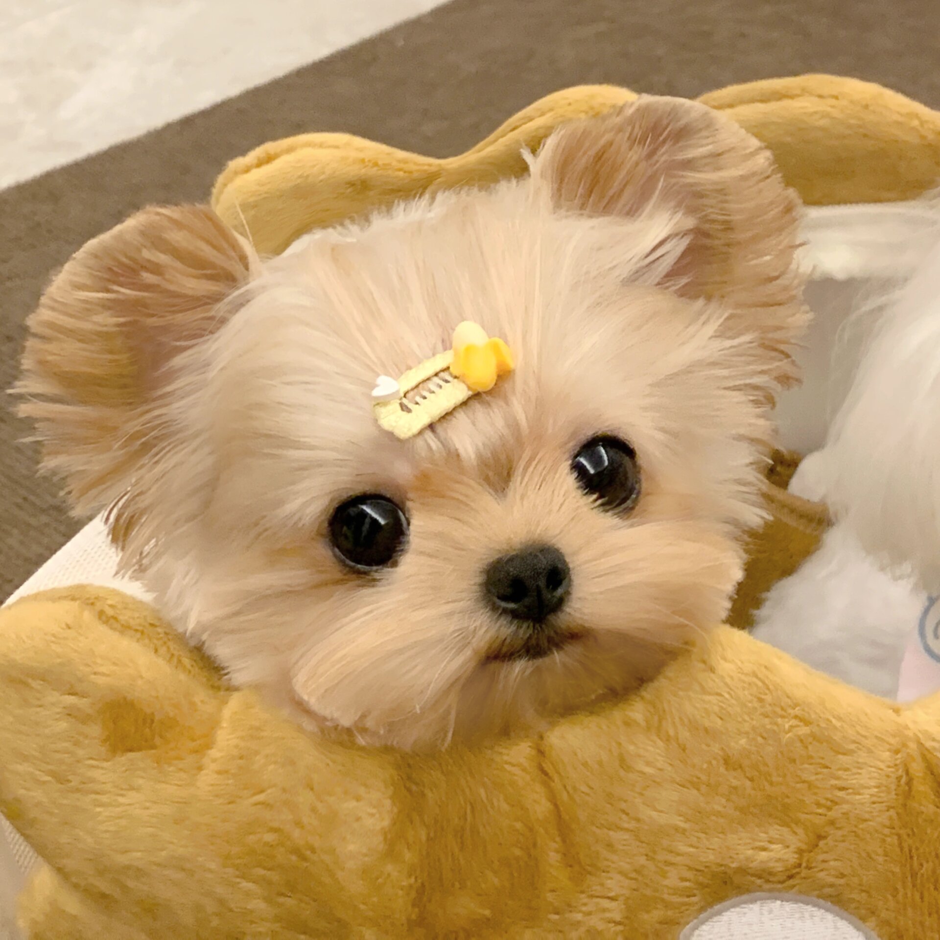 小狗情侣头像来咯!91