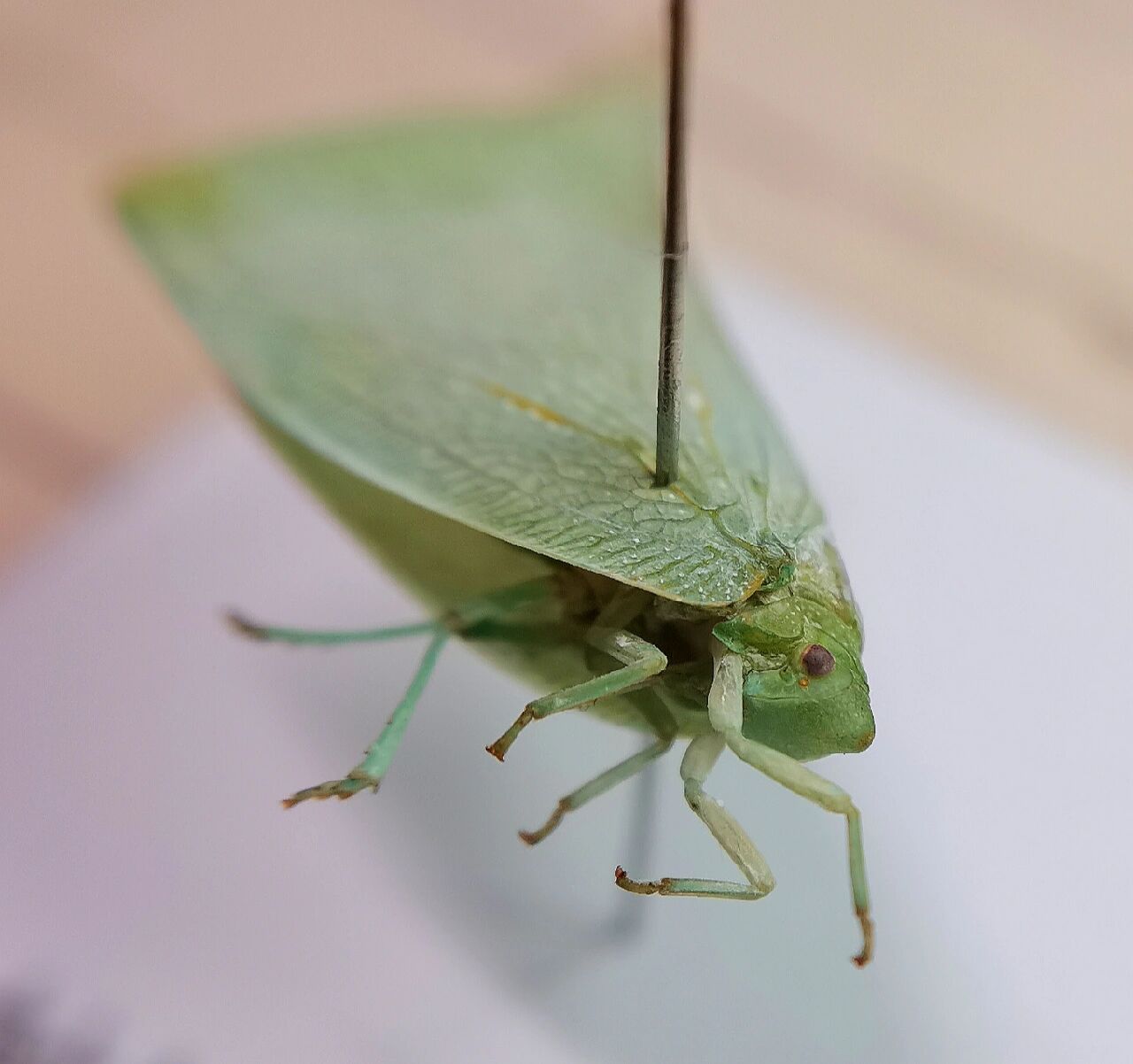 昆虫标本更新,白蛾蜡蝉