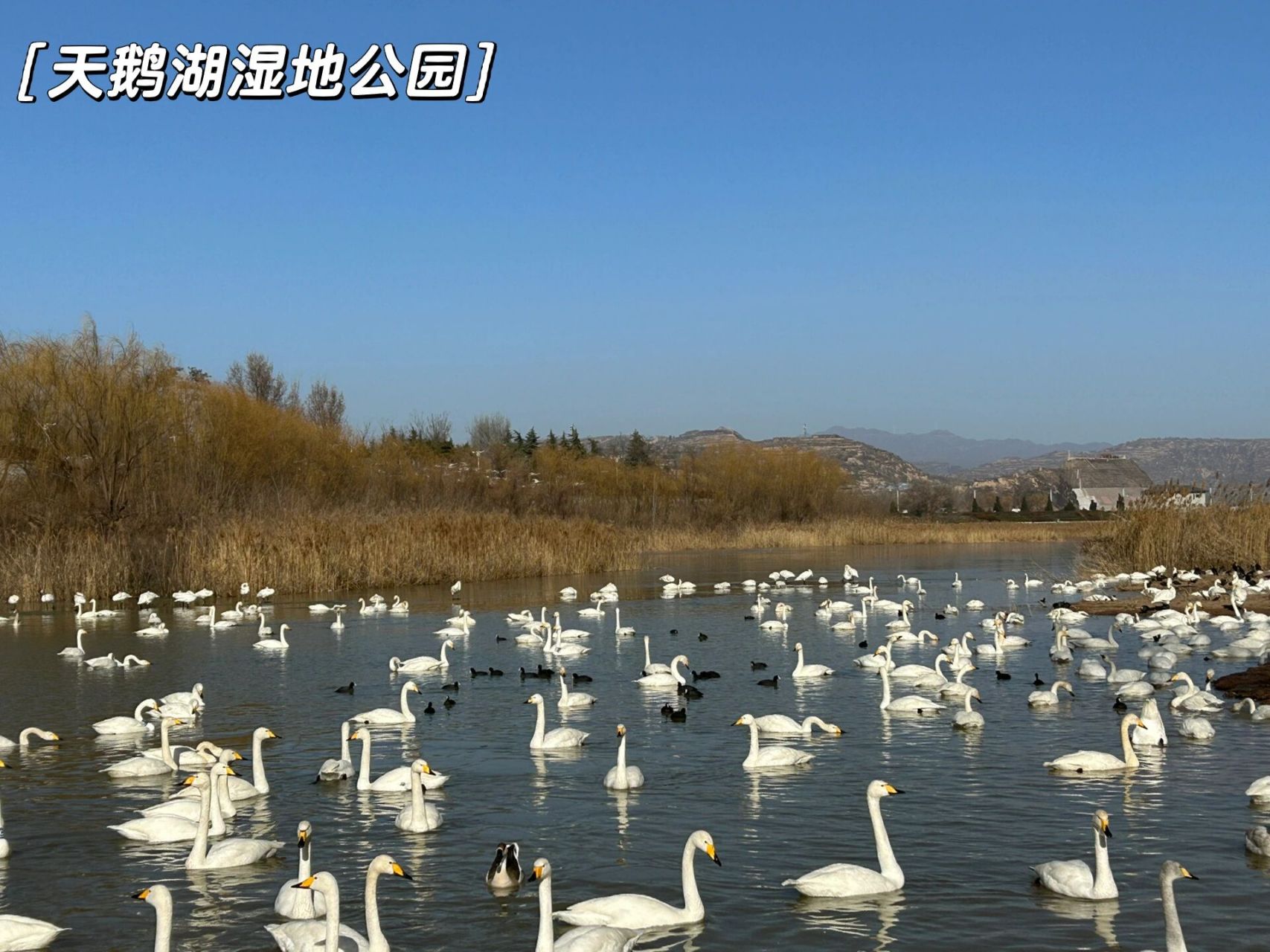 三门峡旅游攻略 1月27号,也就是高速免费前一天去了三门峡1)三门峡