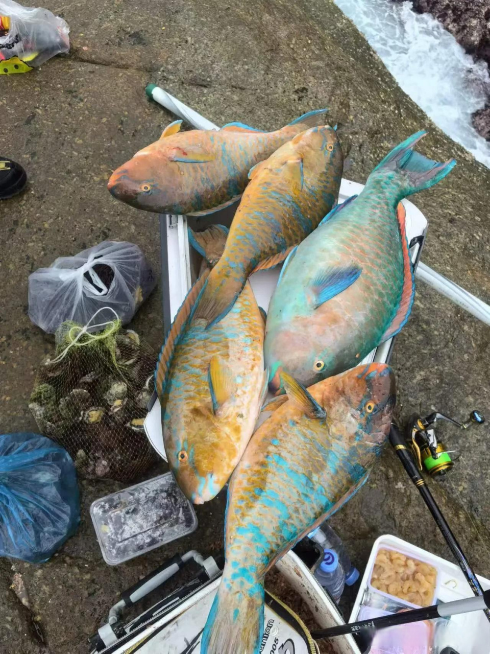 头条创作挑战赛昨天大师们出征钓的青衣鱼,学名:舒氏