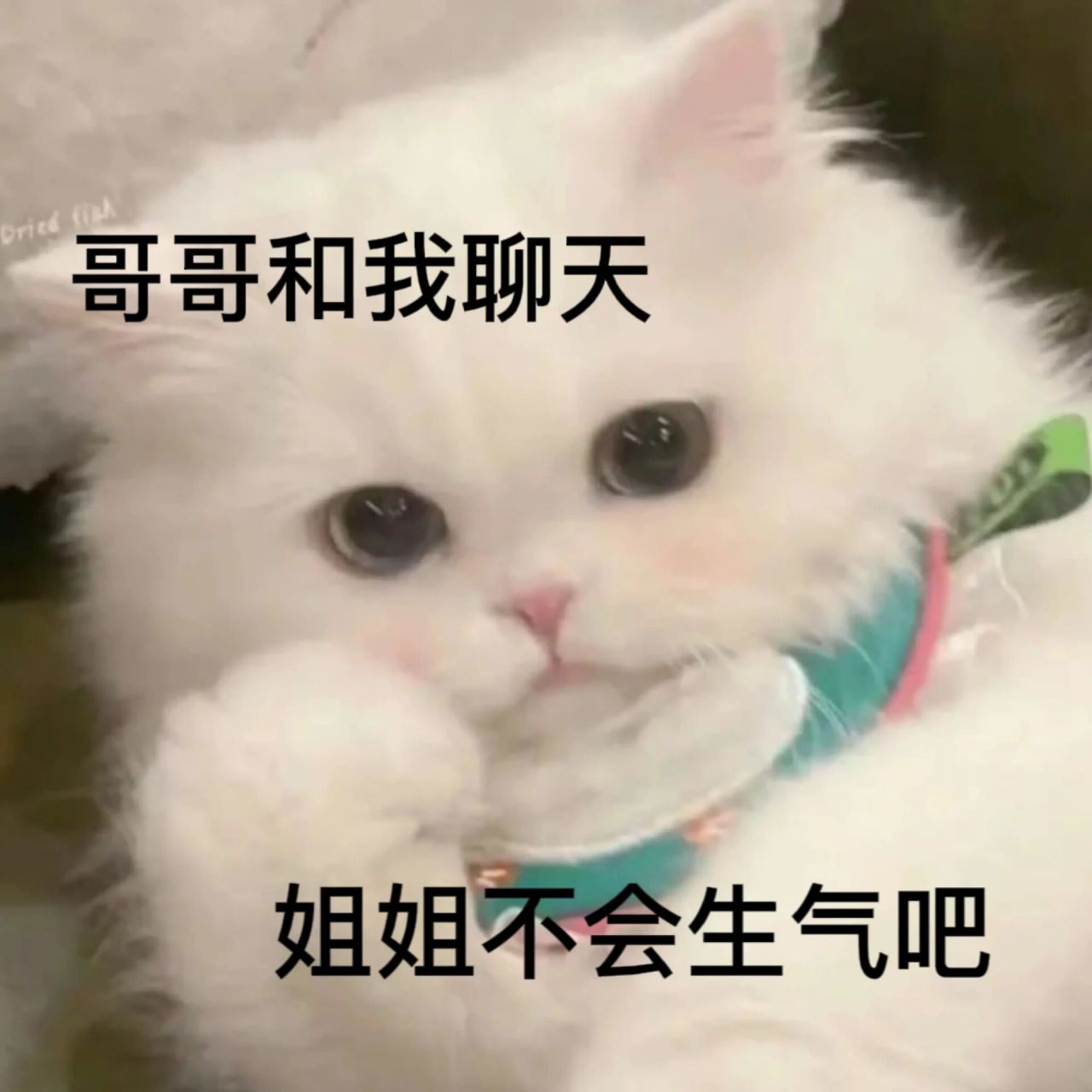新做的茶艺猫猫表情包~95