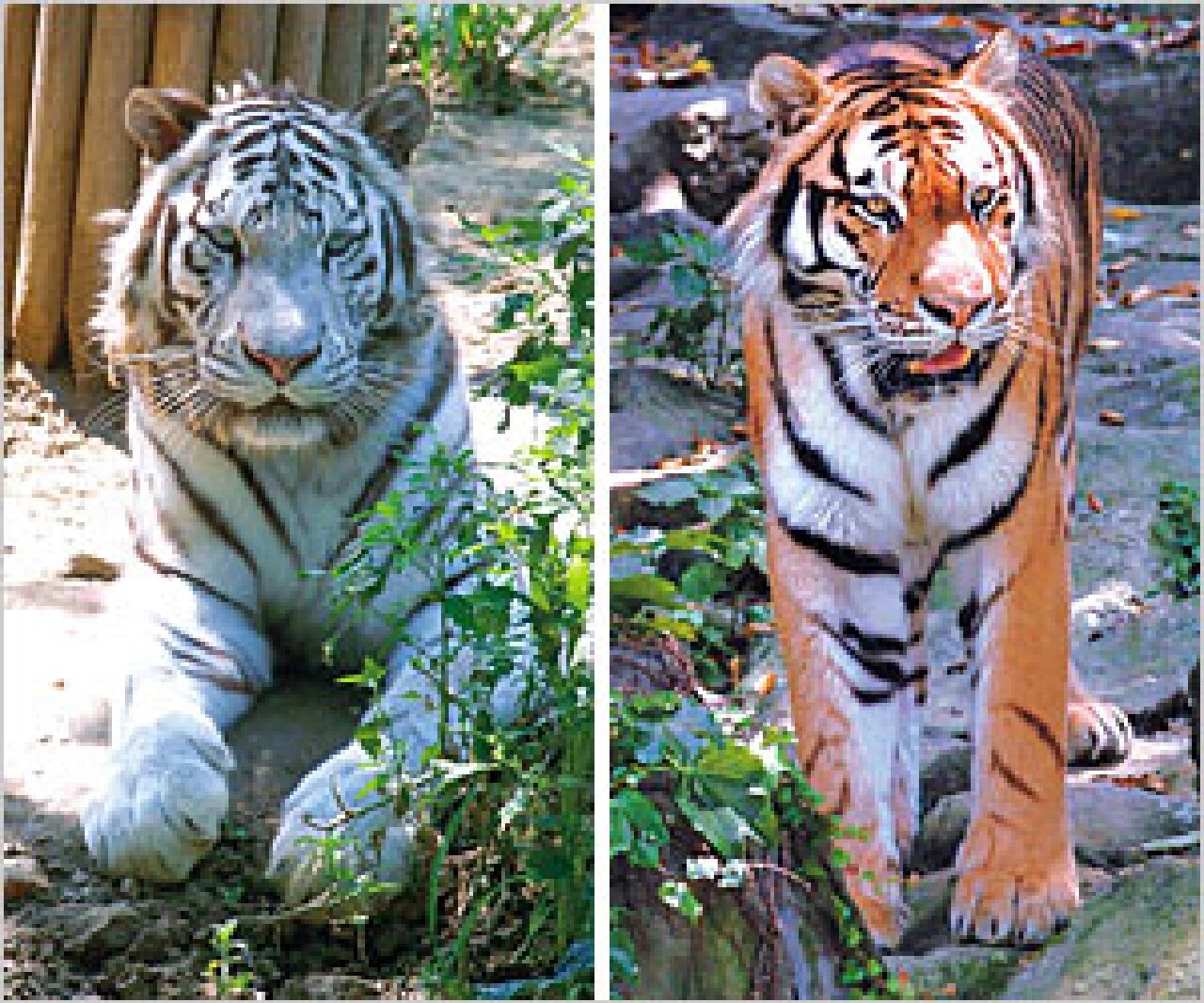 突变体|白西伯利亚虎