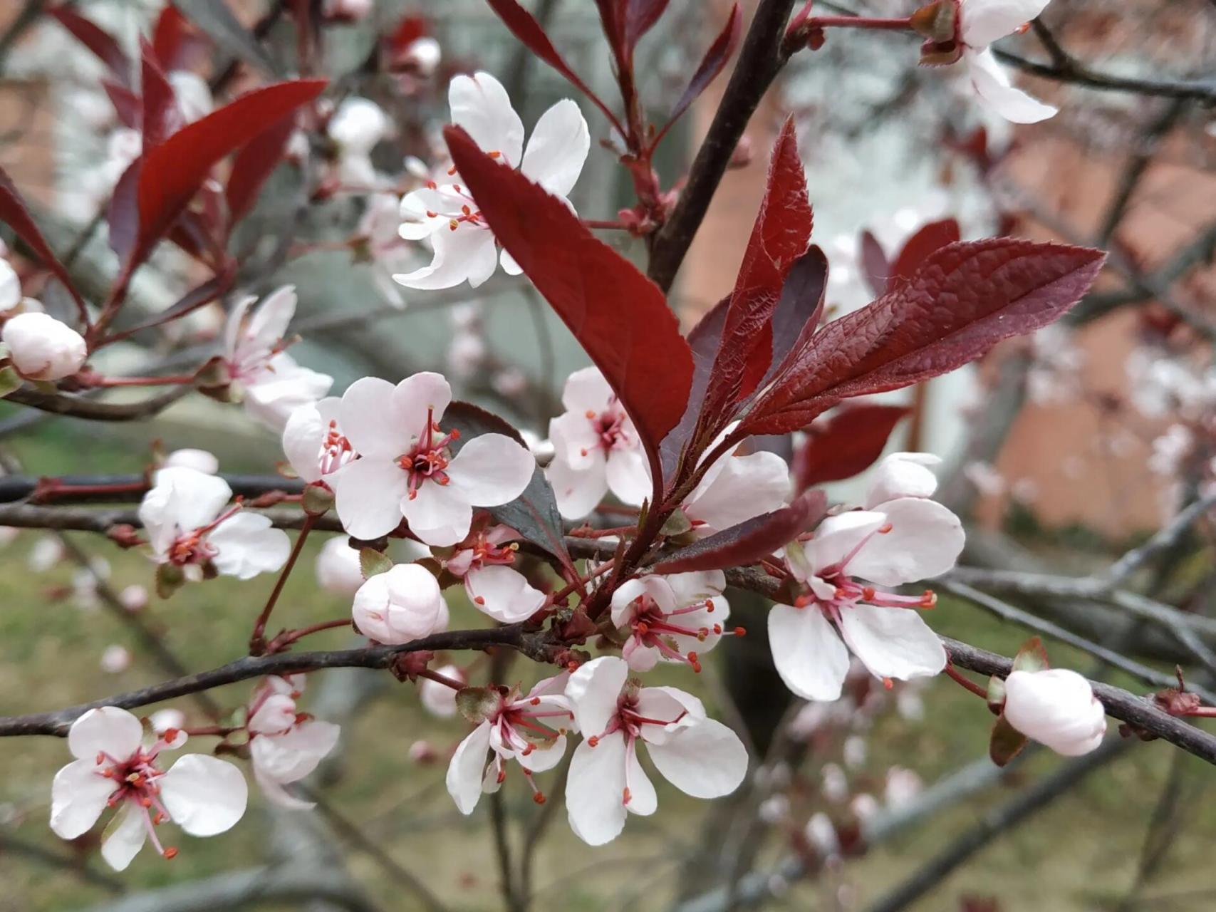 紫叶矮樱 蔷薇科 李属 紫叶李与矮樱的杂交品种,花小巧可爱,淡粉色