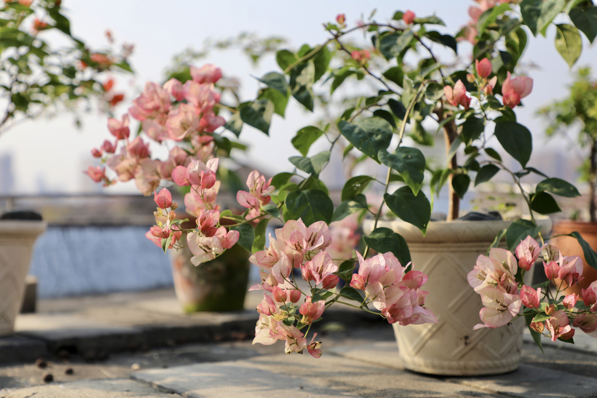 三角梅绿叶五宝