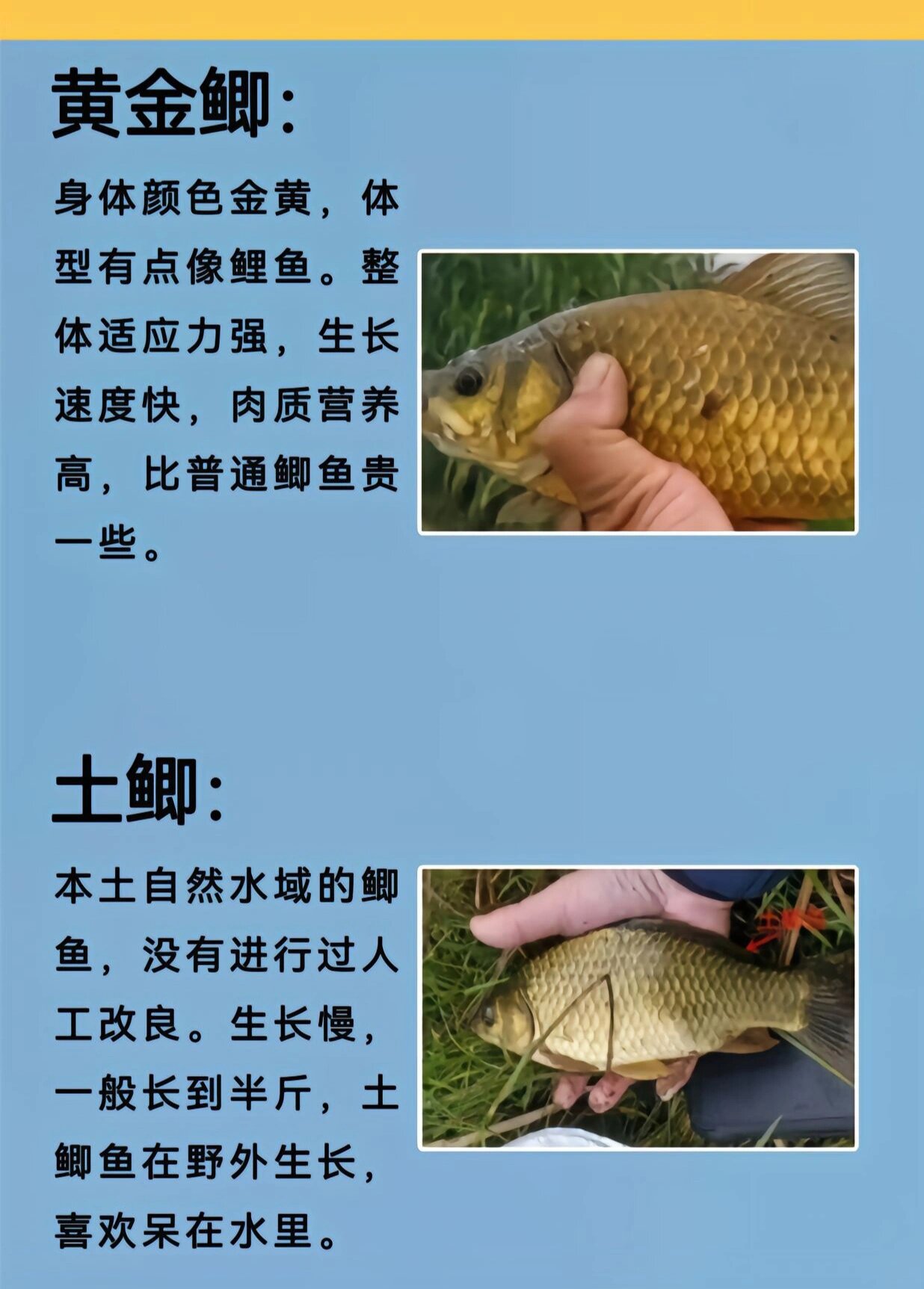 鲫鱼的种类,你钓到的哪个品种的鲫鱼