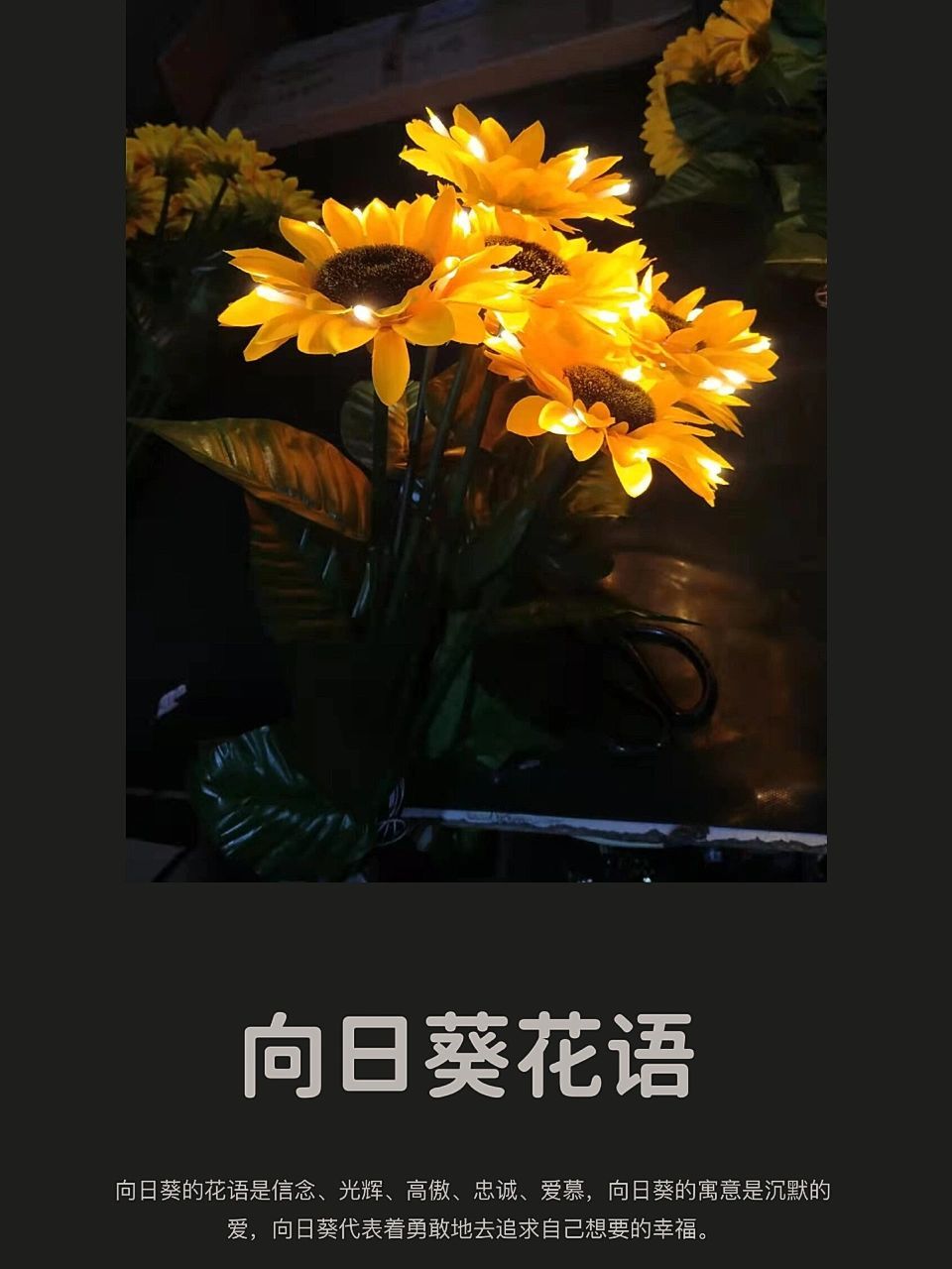 勇敢的像向日葵97 向日葵的花语是信念,光辉,高傲,忠诚,爱慕,向日葵