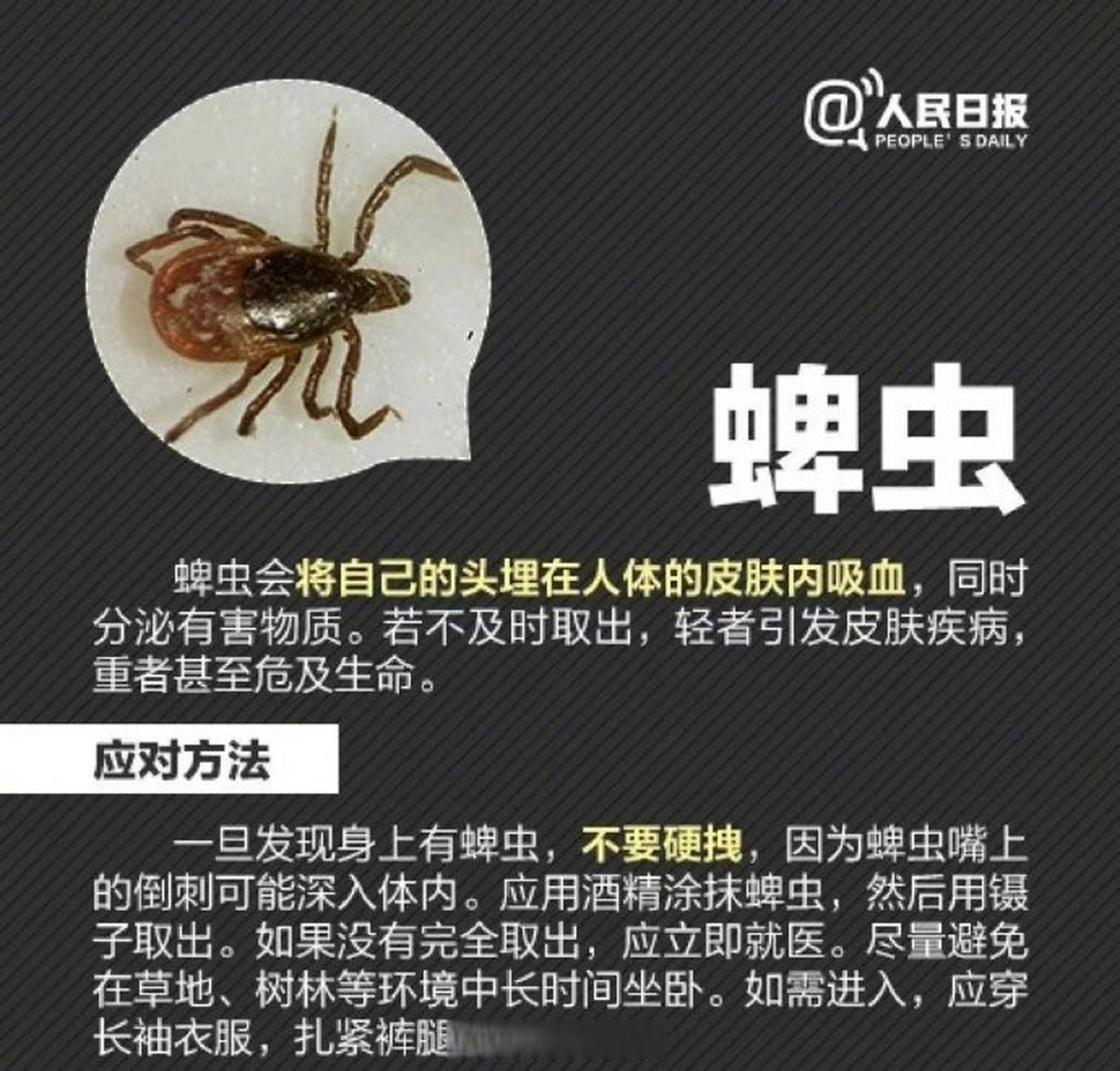 這樣處理】①隱翅蟲:不要在皮膚上拍死它,應把它彈走;②蜱蟲:不要硬拽