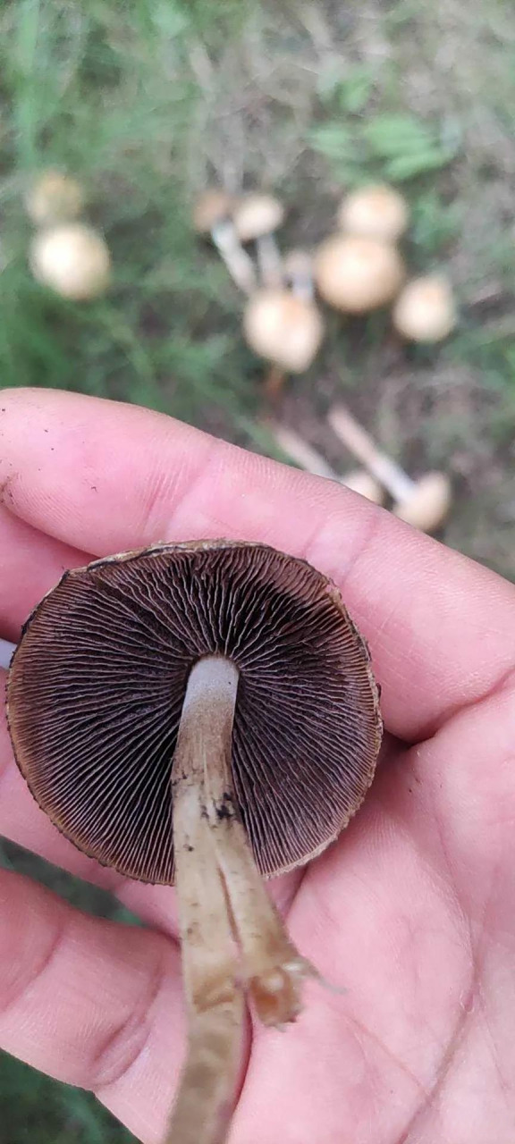 可惜,这黑黑的菌褶,让人看着不像好菇.算了,还是看看,别尝试了.